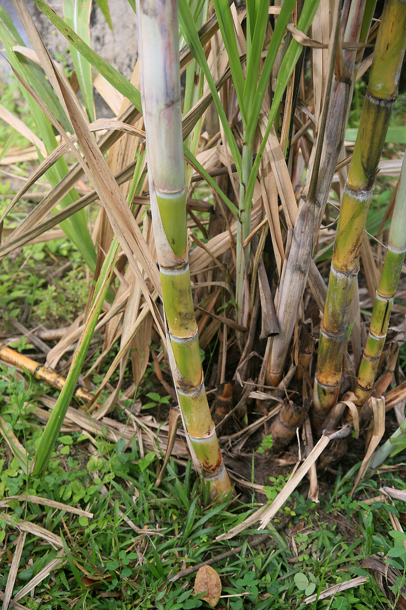 甘蔗气生根的作用：增加吸收能力、提高生存率和繁殖植株