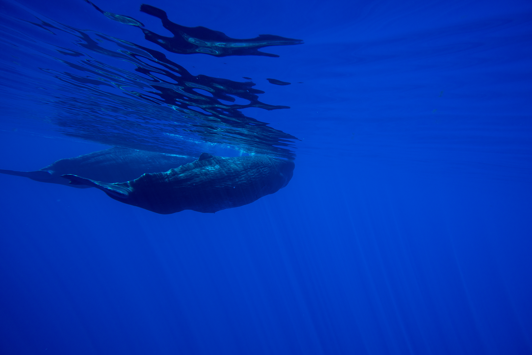 low angle view of dolphin swimming in sea