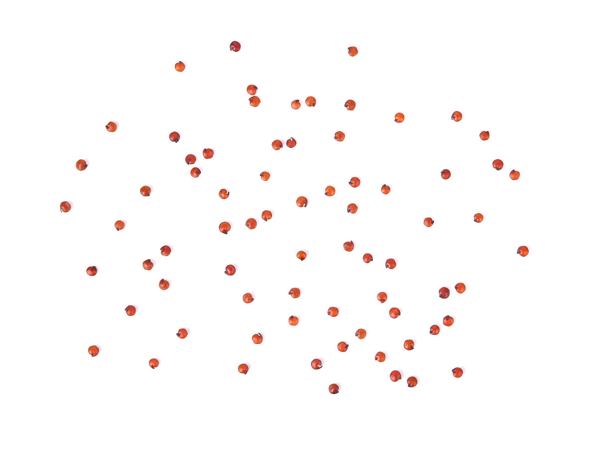 写出一篇有关 藜麦生物碱的 3000字研究报告报告中需引述最新的研究并引用专家观点
