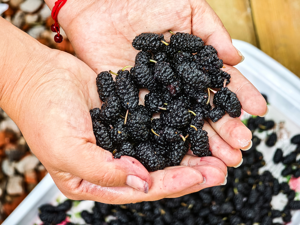 桑葚干泡水上火吗？