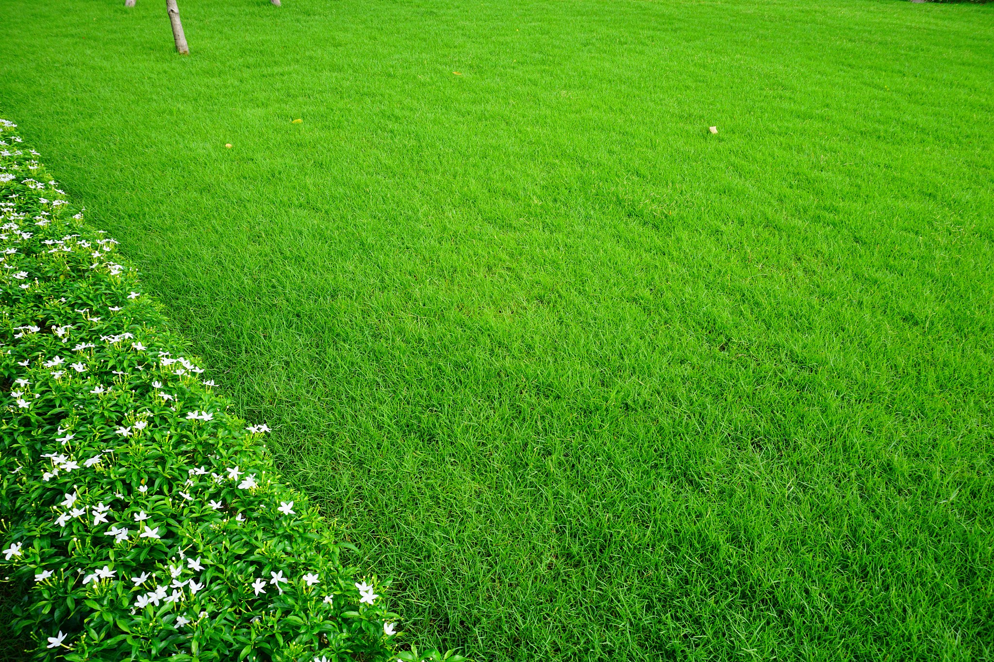 绿色草皮于 2021 年 10 月铺设。经过 6 个月的重质追肥以使其平滑厚厚的沙层楔入草皮层和新积累的 OM沙子之间。