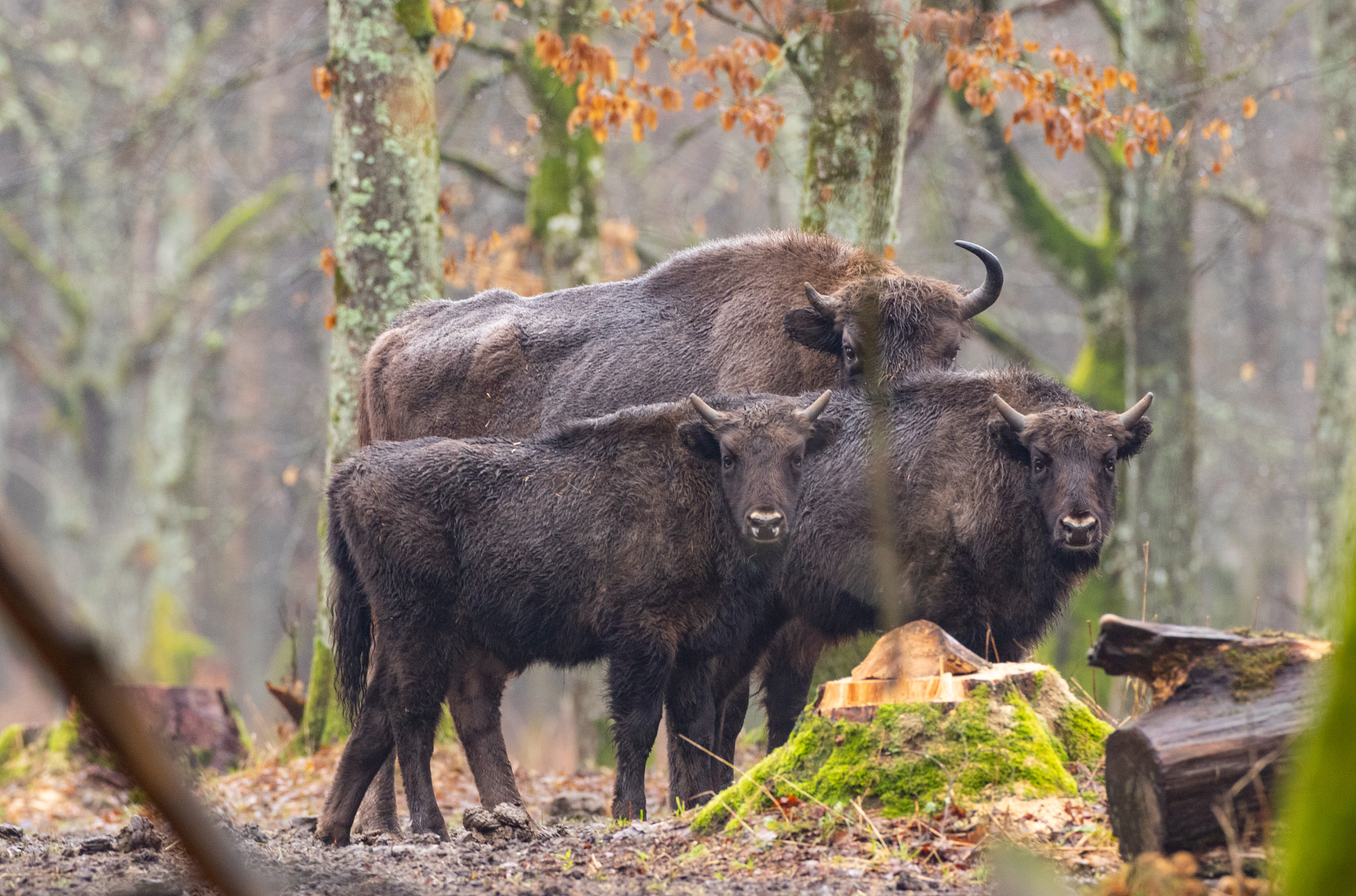 european bison(bison bonasus) herd
