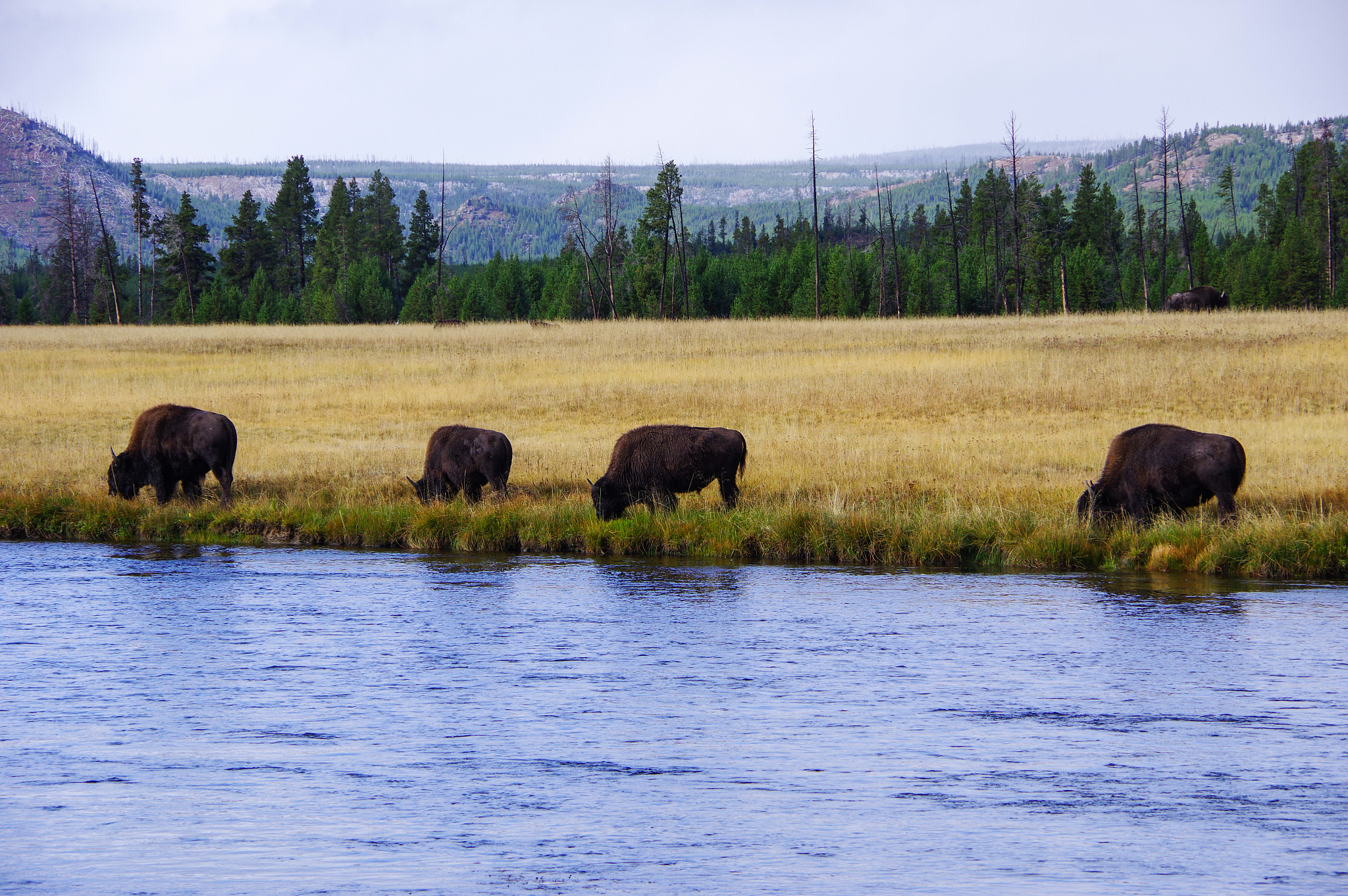baffalo at yellowstone national park