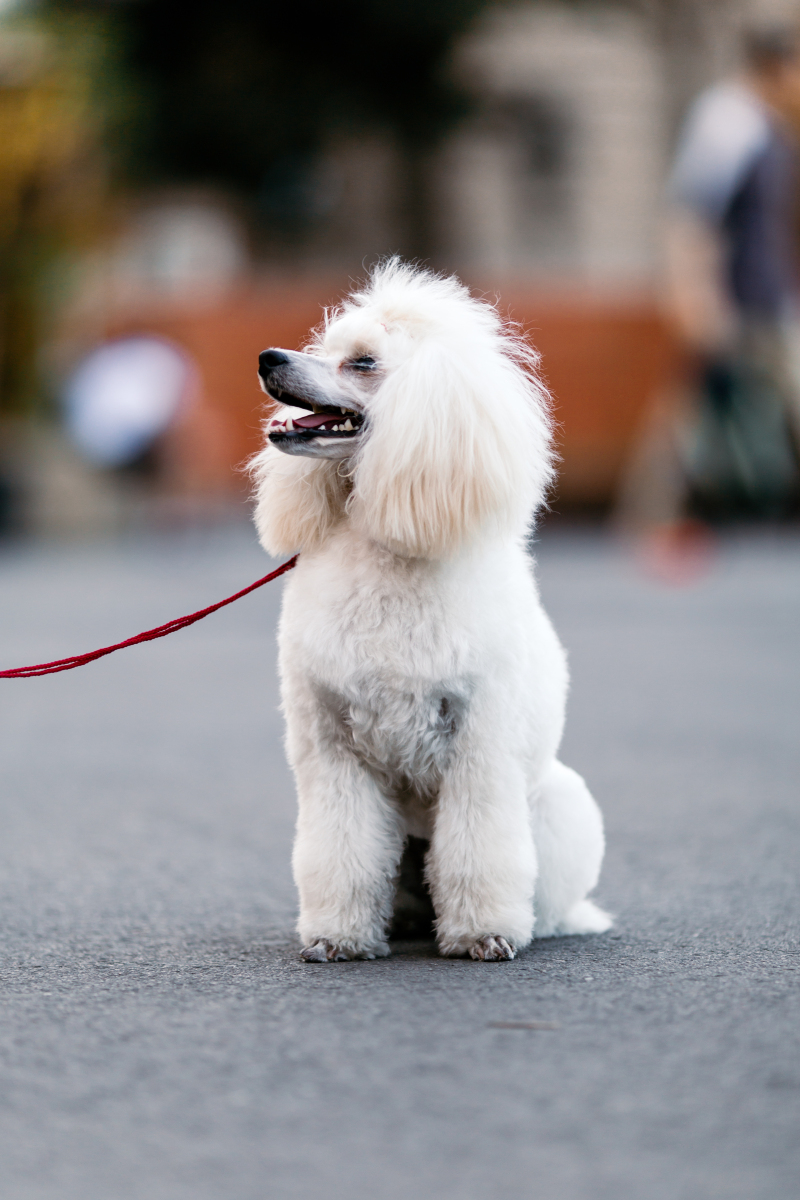 贵宾犬的保养攻略