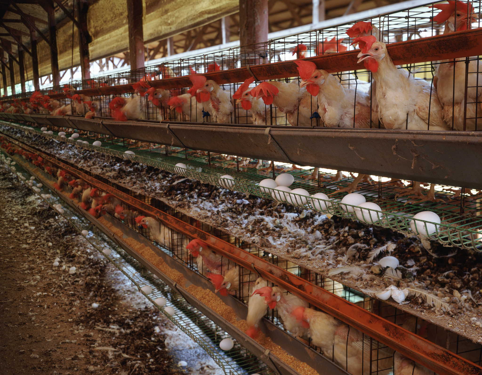 养鸡指南：从选择鸡舍到鸡的健康管理