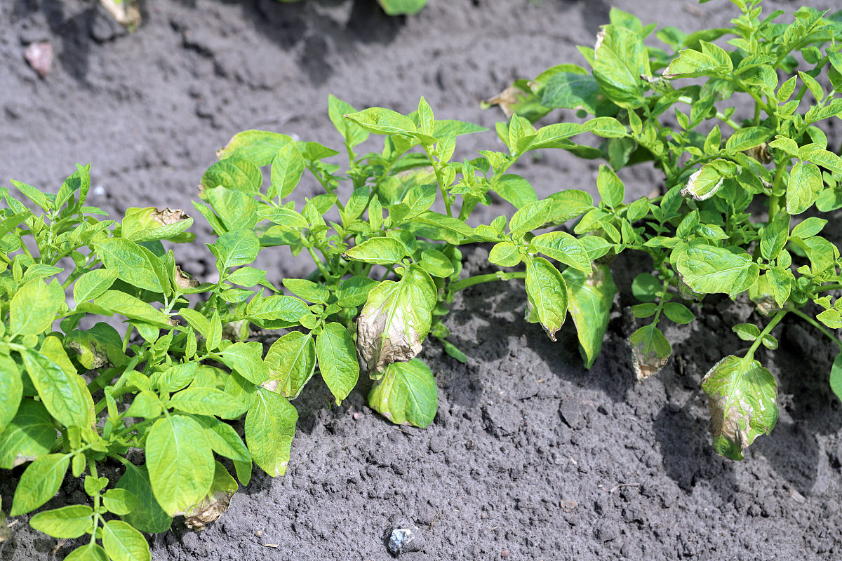 支持向量机在农作物病害诊断中的应用：研究综述与最新进展