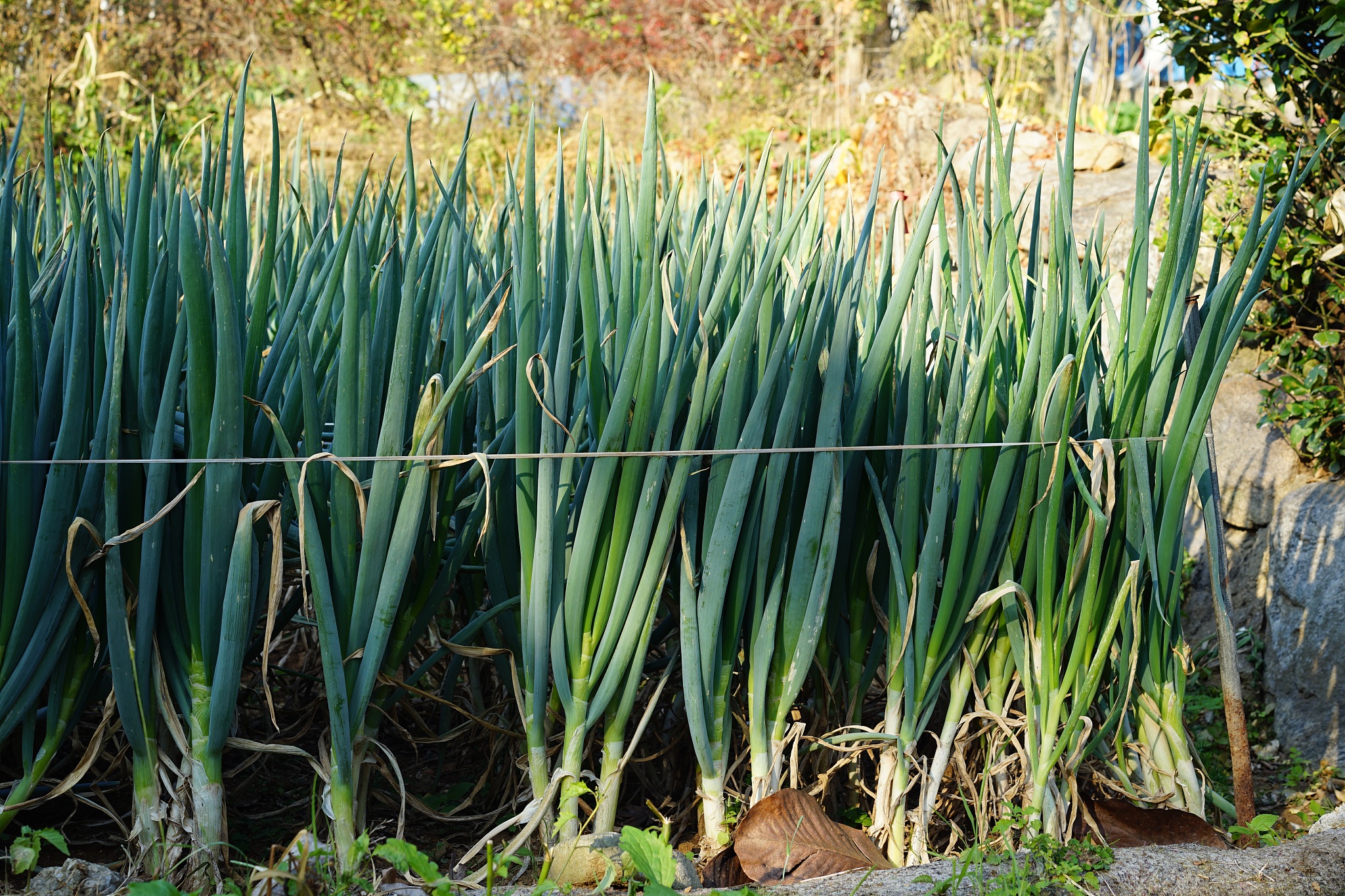 vegetable garden