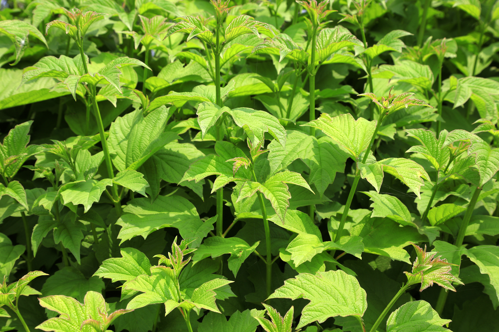 leaves of green plants