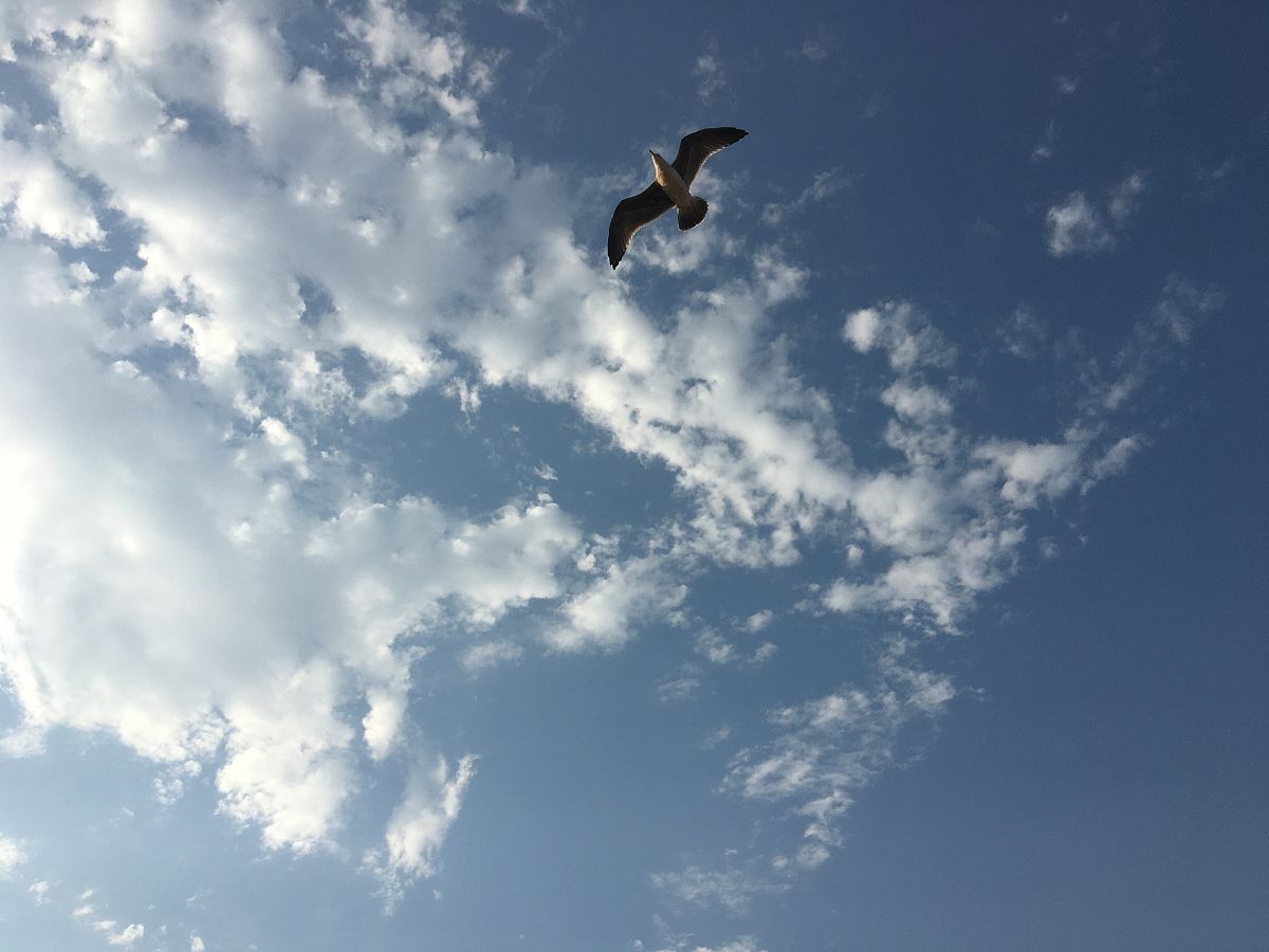 '天天空可见飞鸟'歌词解析：对自由的渴望与现实的困境