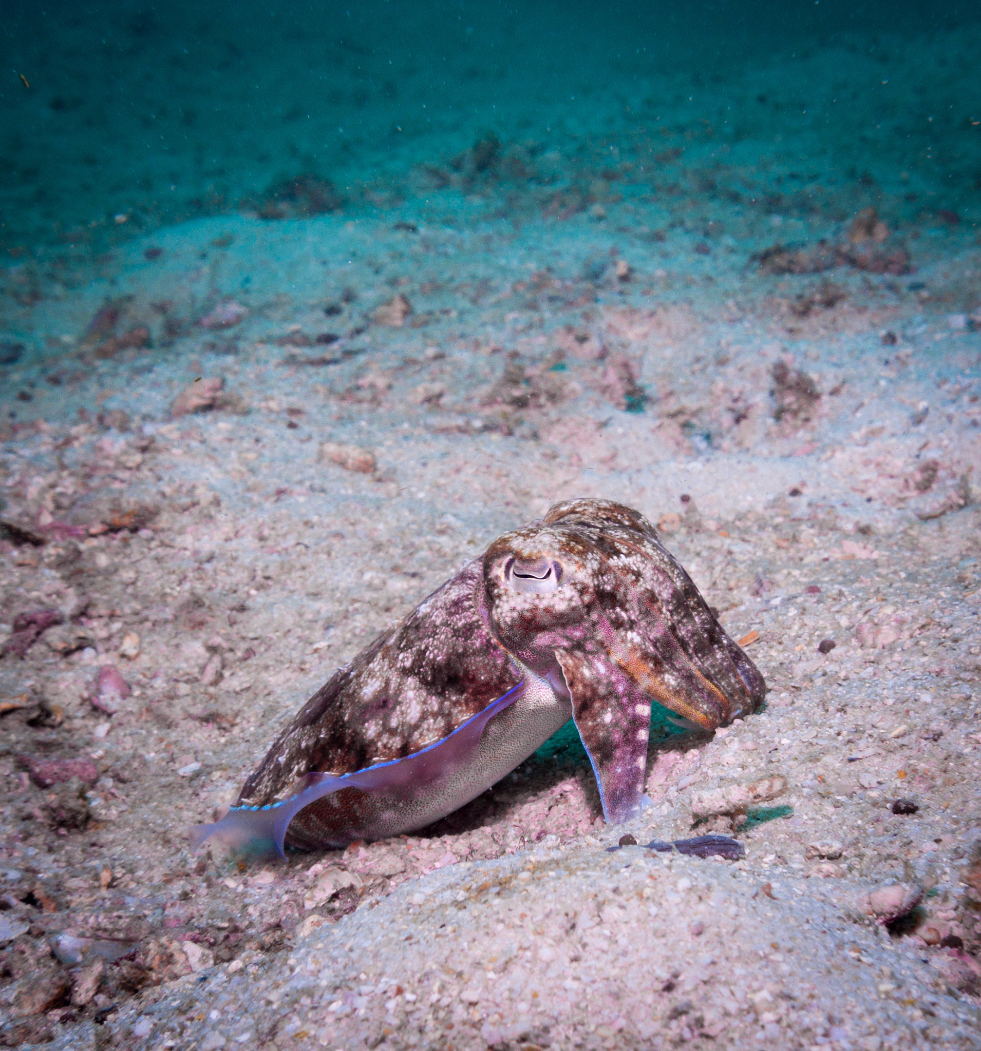 污水 δ34S 变化规律研究及其在管网诊断中的应用