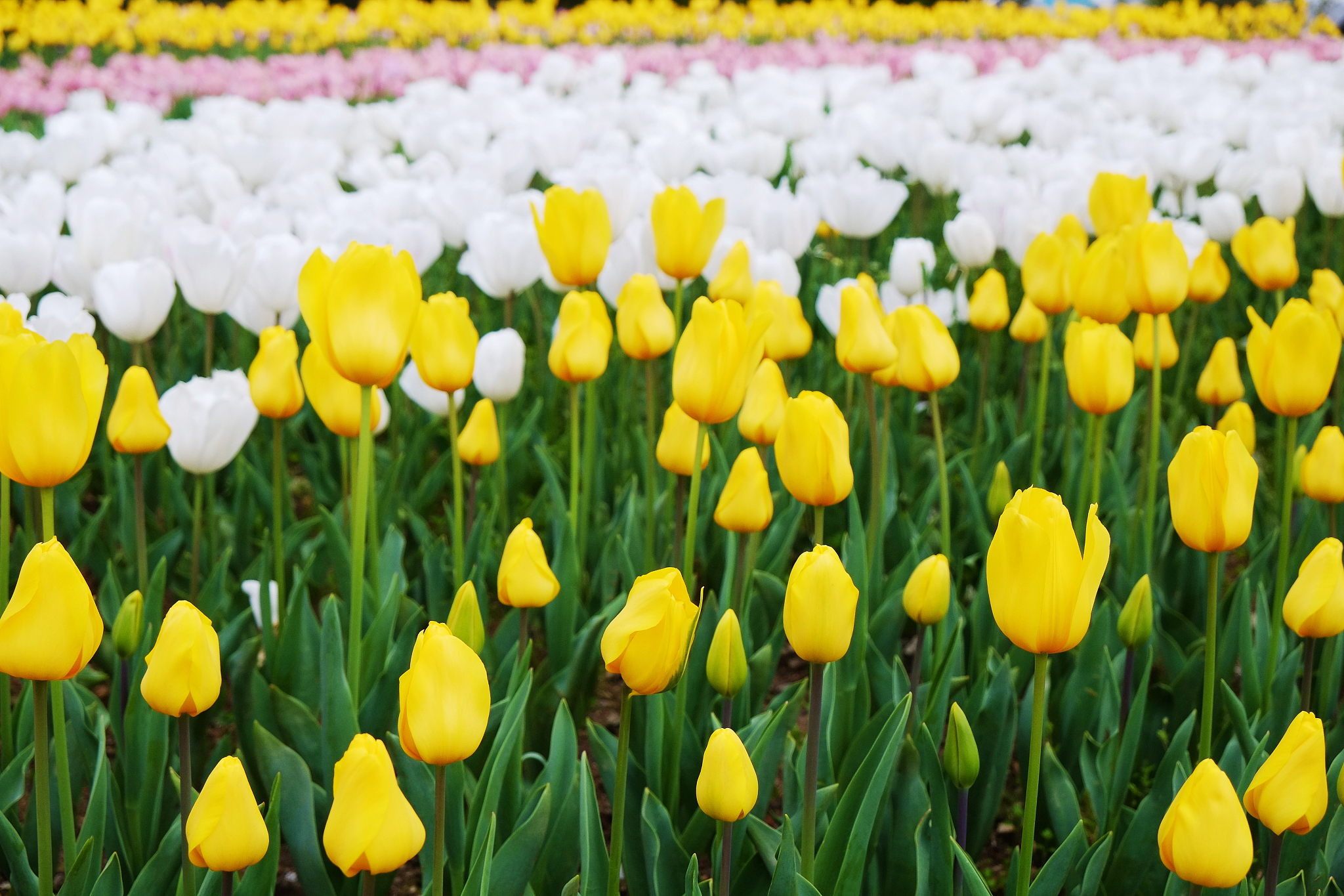 colorful flowers planted in the park at spring time.