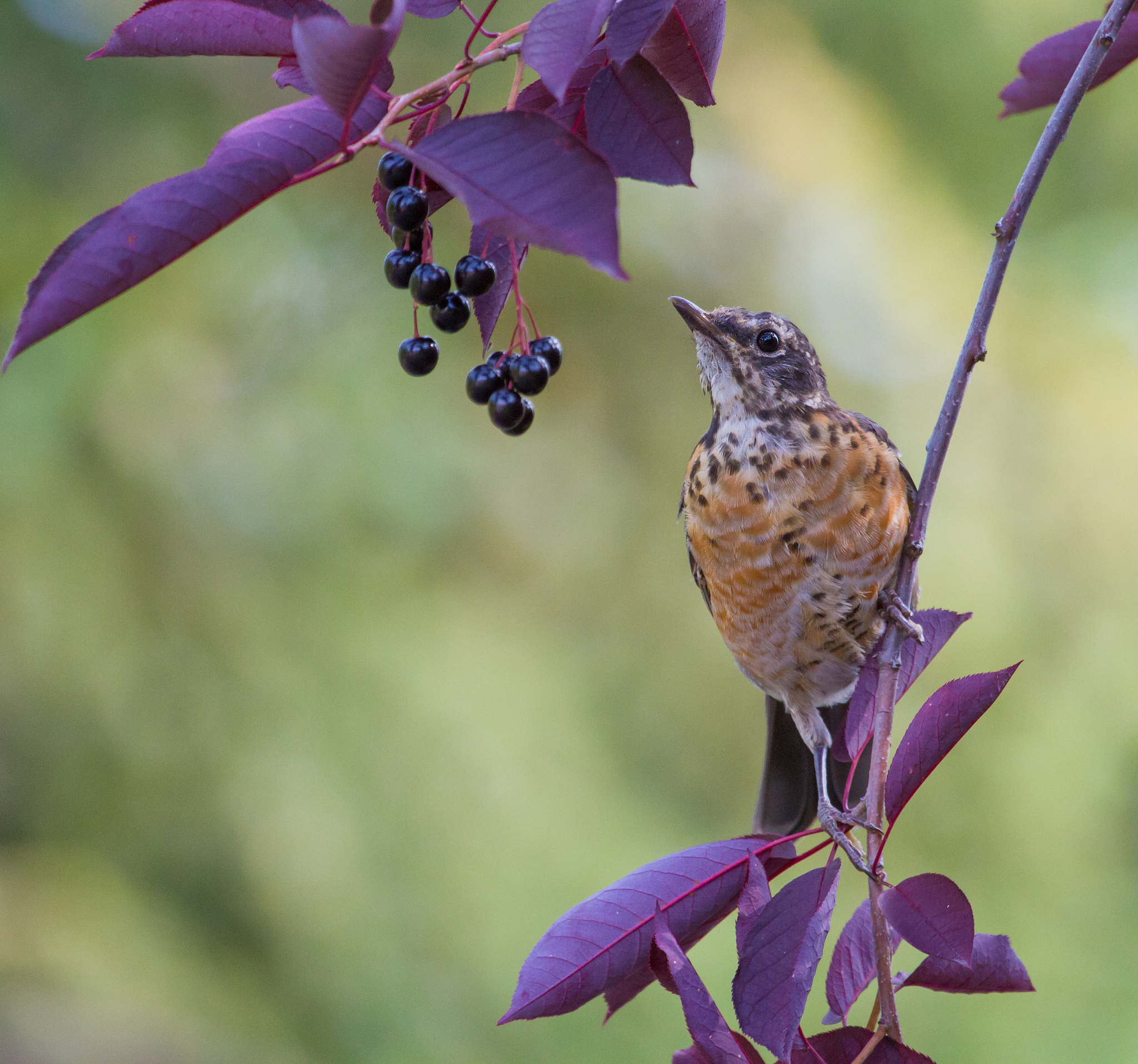《杀死一只知更鸟》书评：一部关于正义、成长与勇气的美国南方史诗