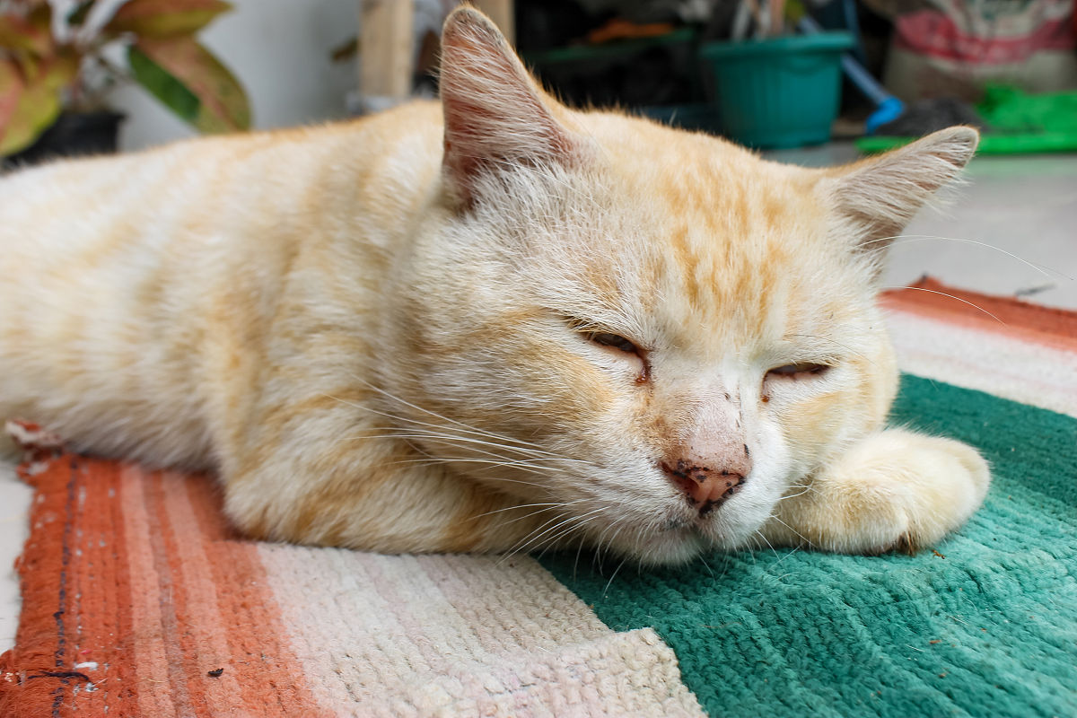 么么鸡是什么意思？网络流行语含义及起源