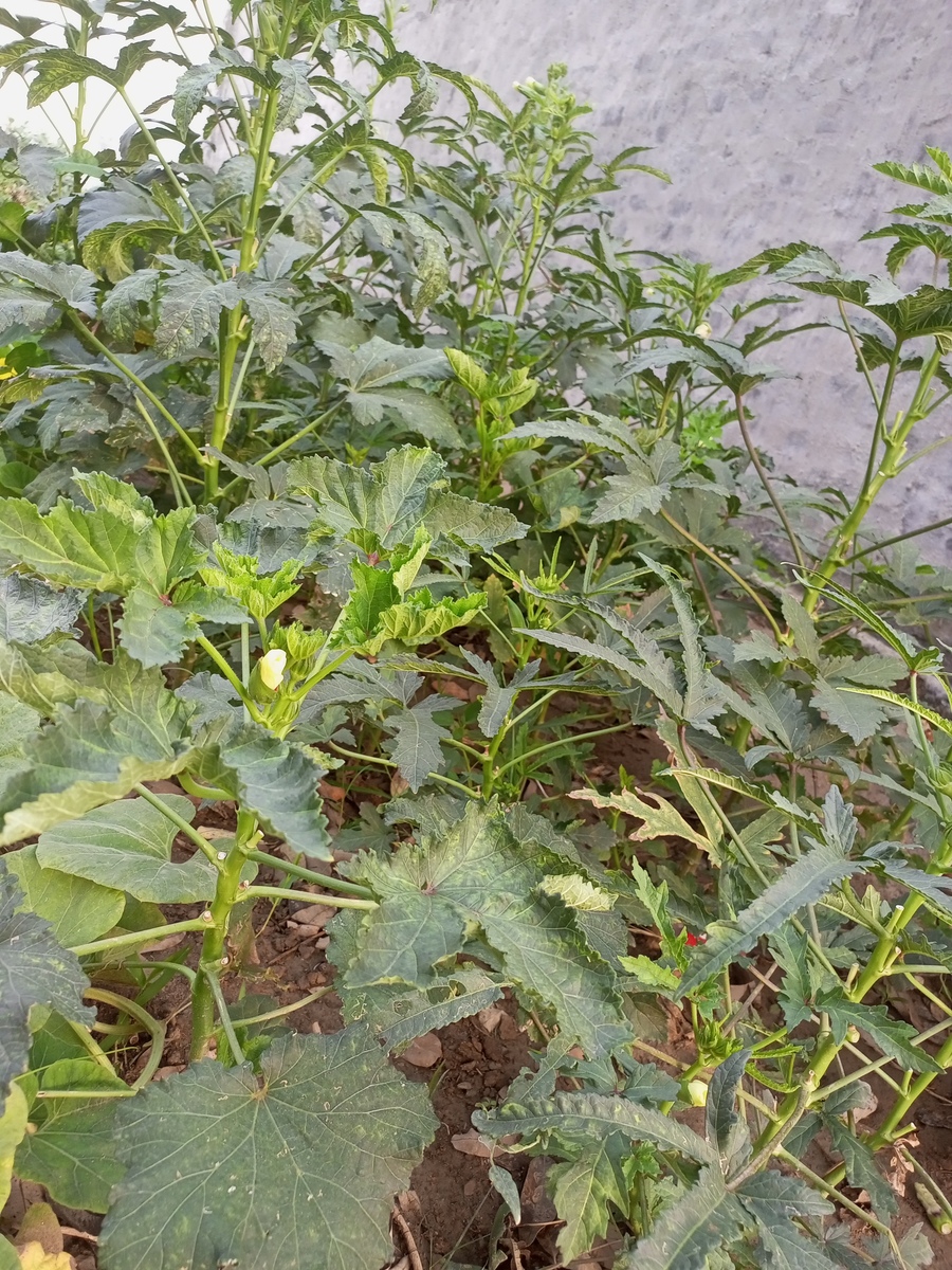 番茄青枯病生物防治国内外研究动态及意义