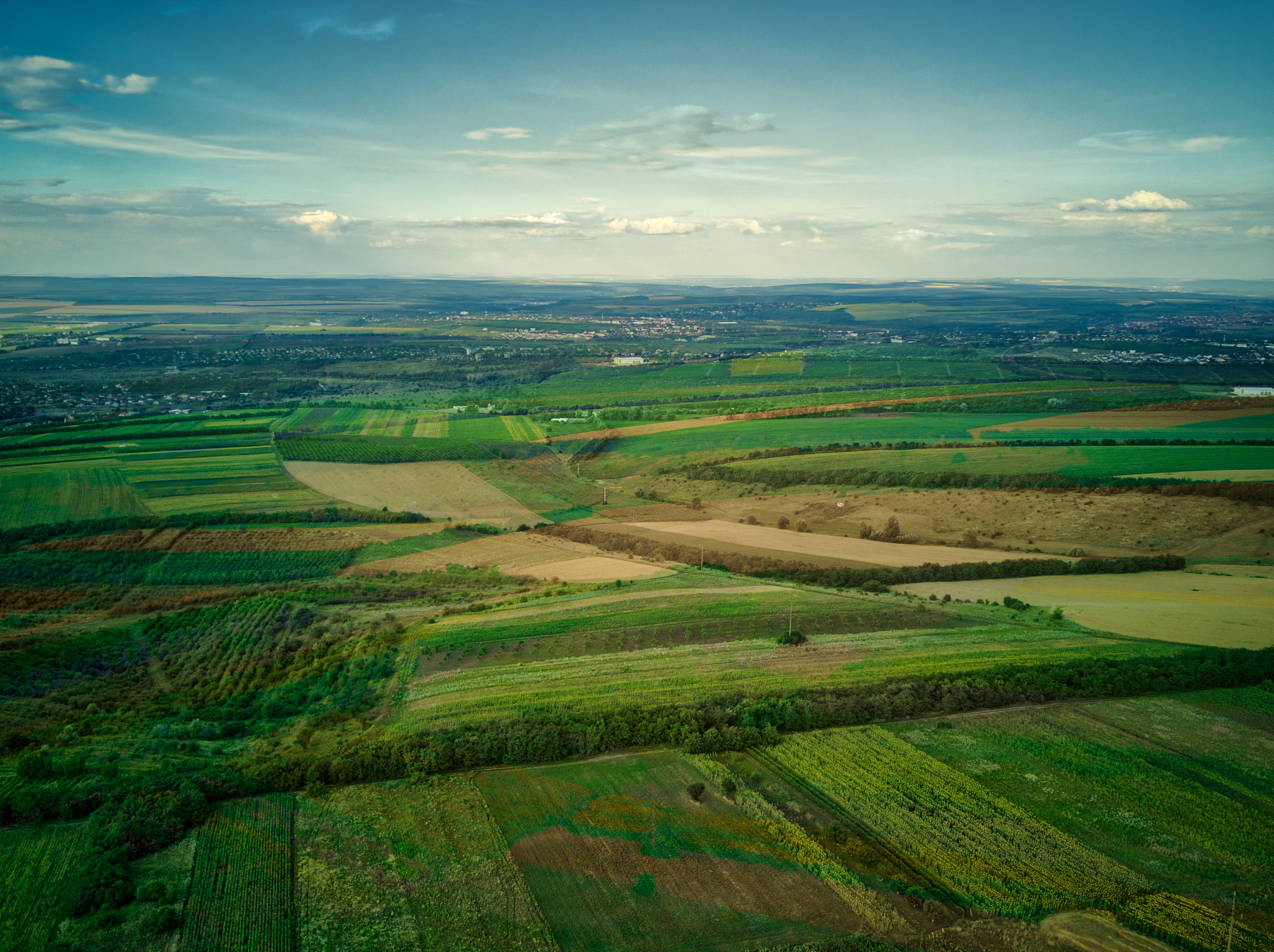 aerial view of the green and yellow rice field