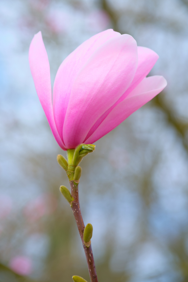 花骨朵摄影：捕捉含苞待放的美丽瞬间