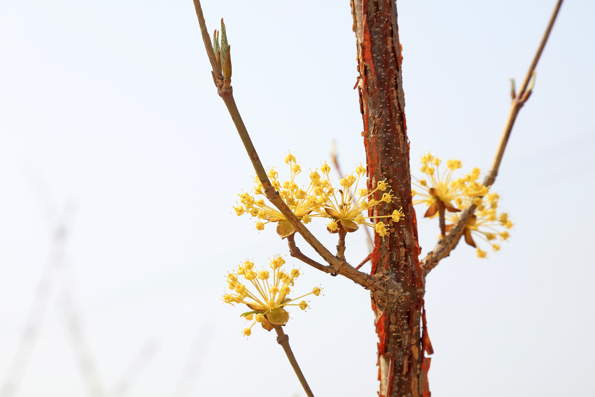 plant flowers