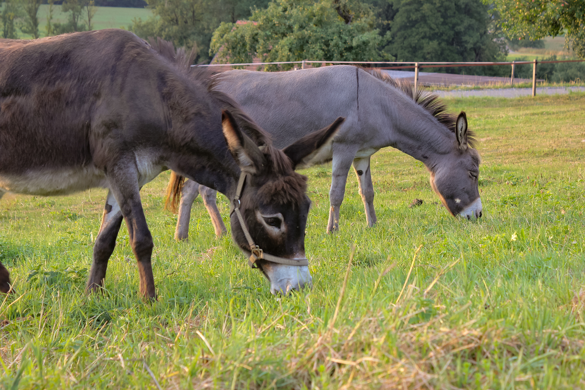 brown donkey at paddock