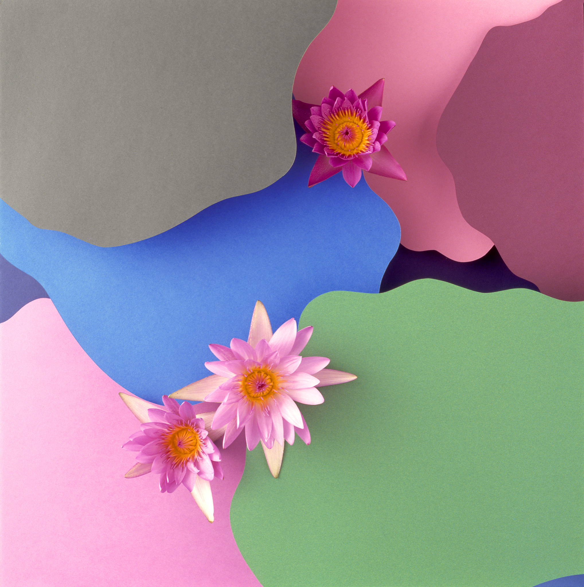 3D Butterfly Wall Decals & Sunflower Wall Decals: Reviews & Testimonials