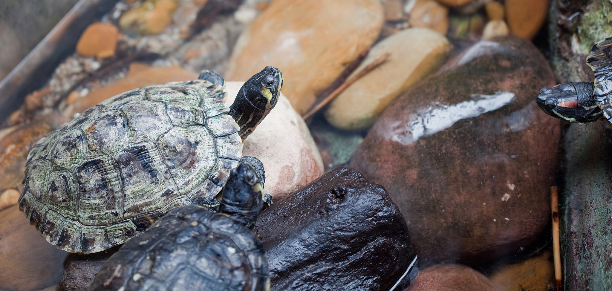 turtles