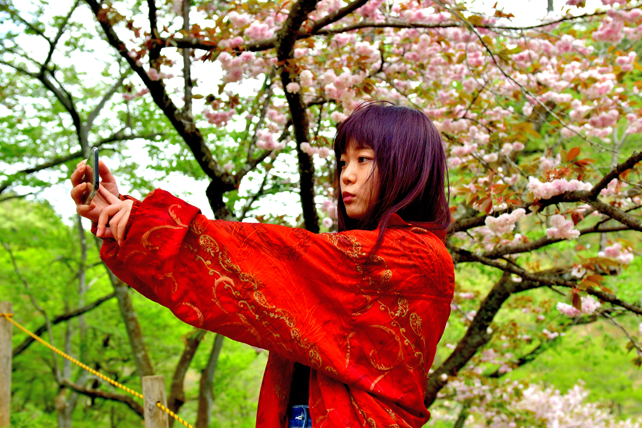 young japanese woman taking selfie with cherry blossom in her ba
