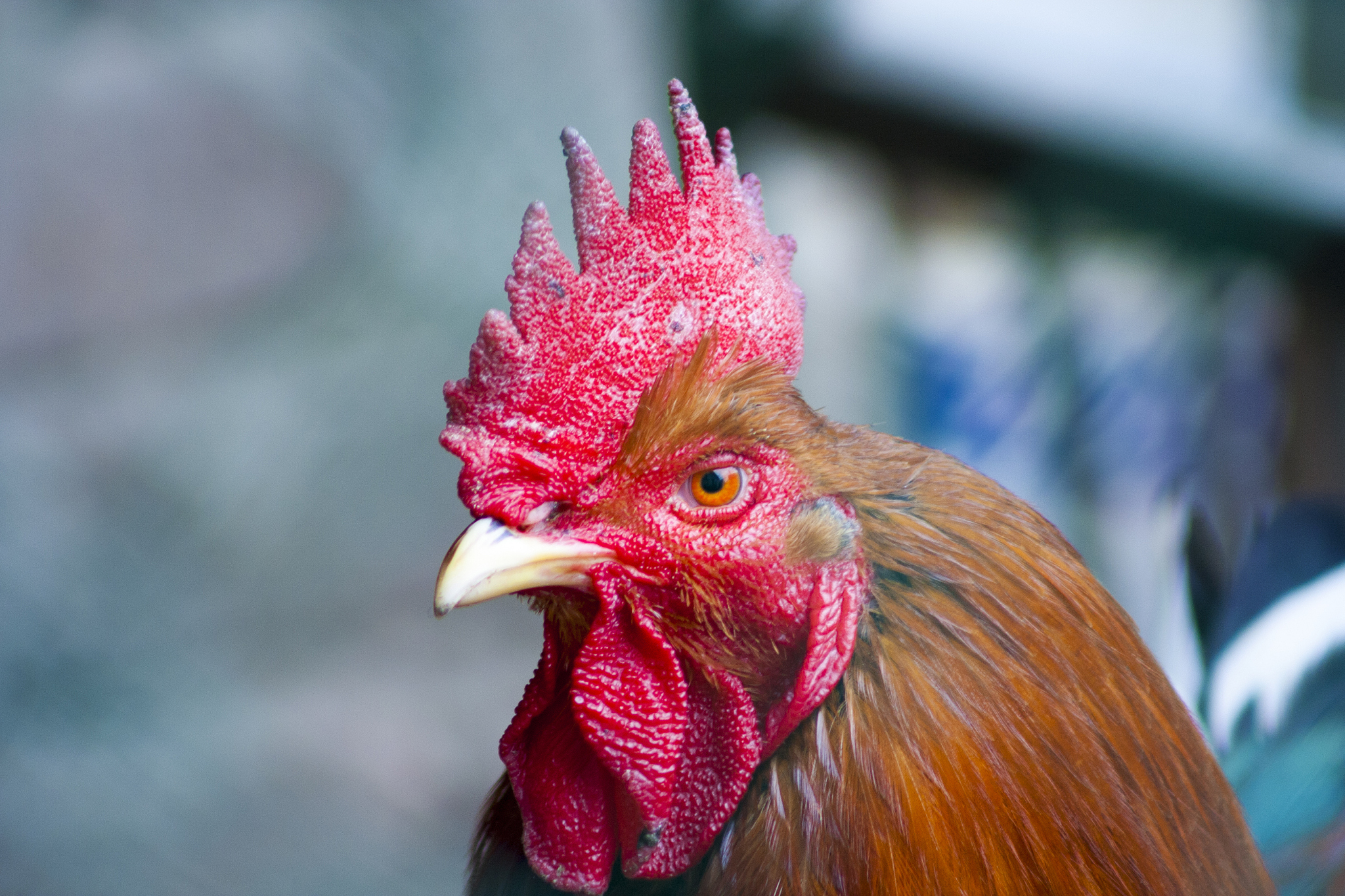 a handsome proud cock, lives on a farm. farmer's cock