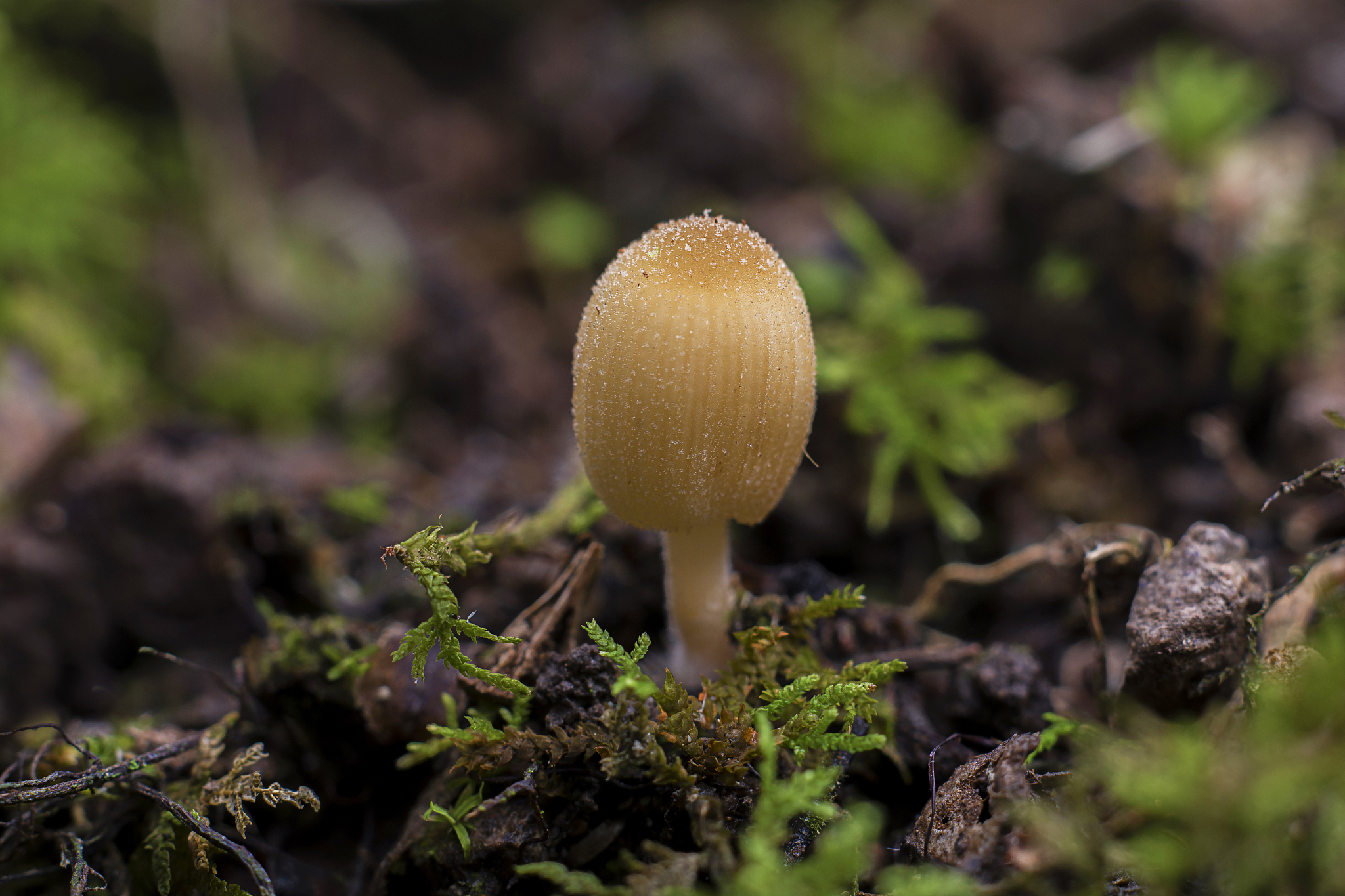 菌菇中毒：症状、预防和急救