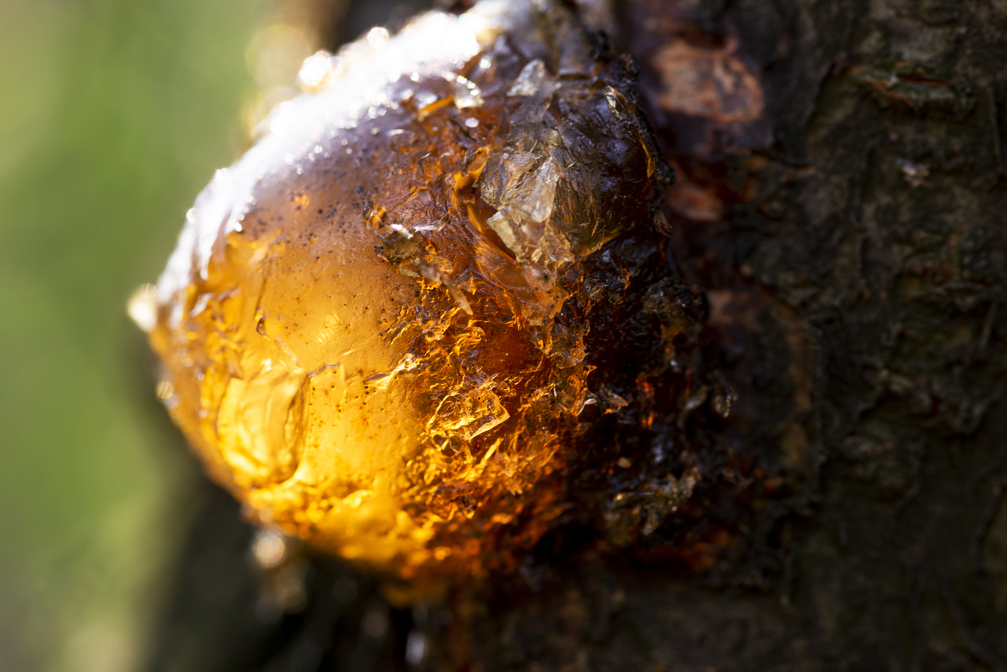 close up shot of tree resin.