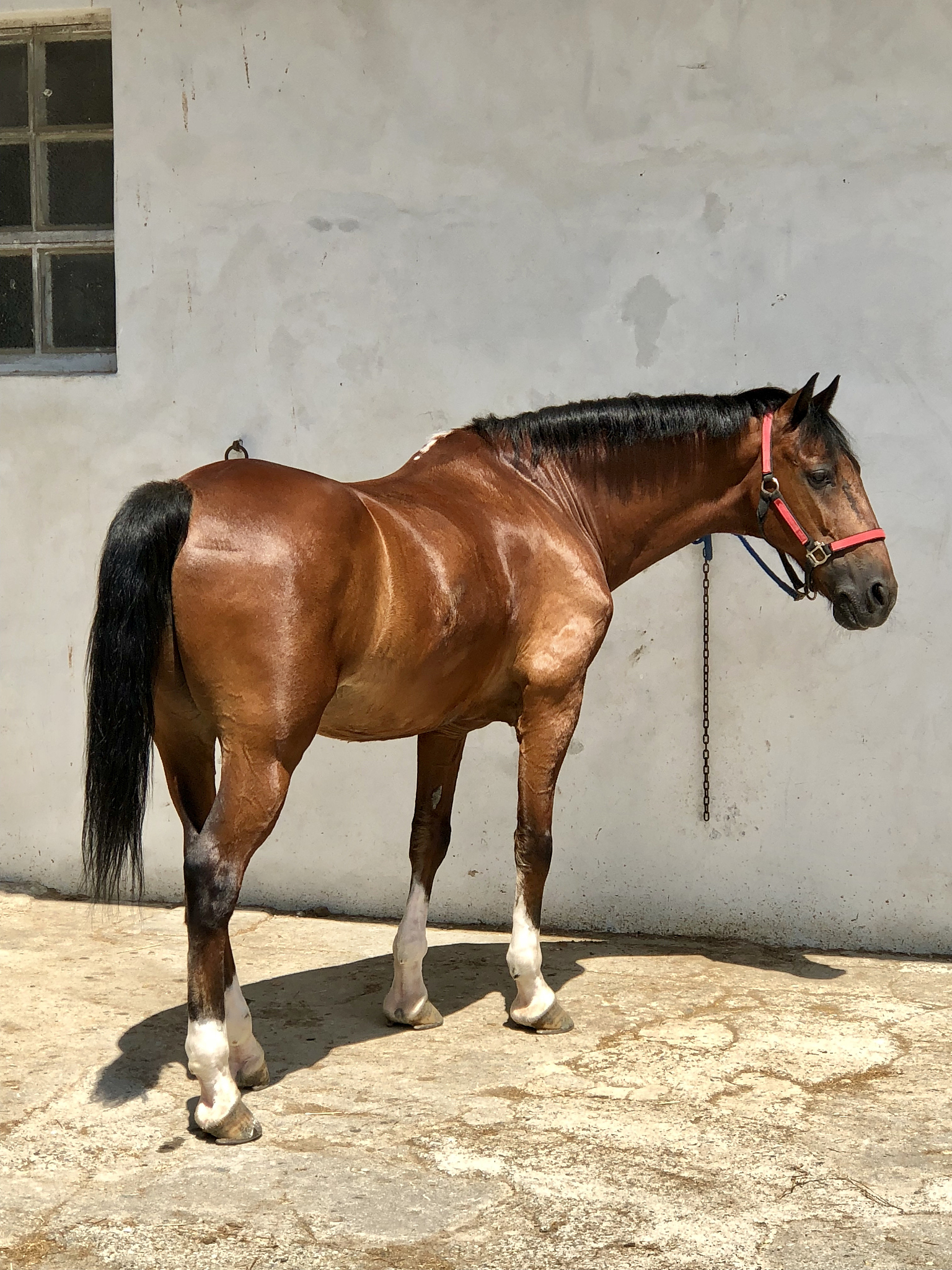 horse brown shiny