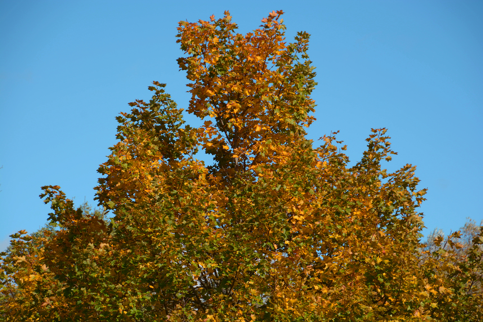 由于叶绿素与水体近红外波段反射率光谱中仍受悬浮颗粒物、CDOM和后向散射等因素的影响。换一种说法