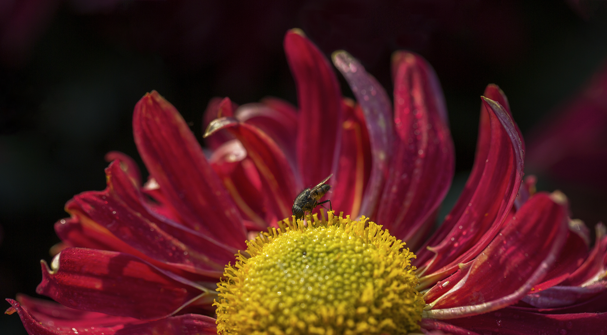 邂逅是什么意思