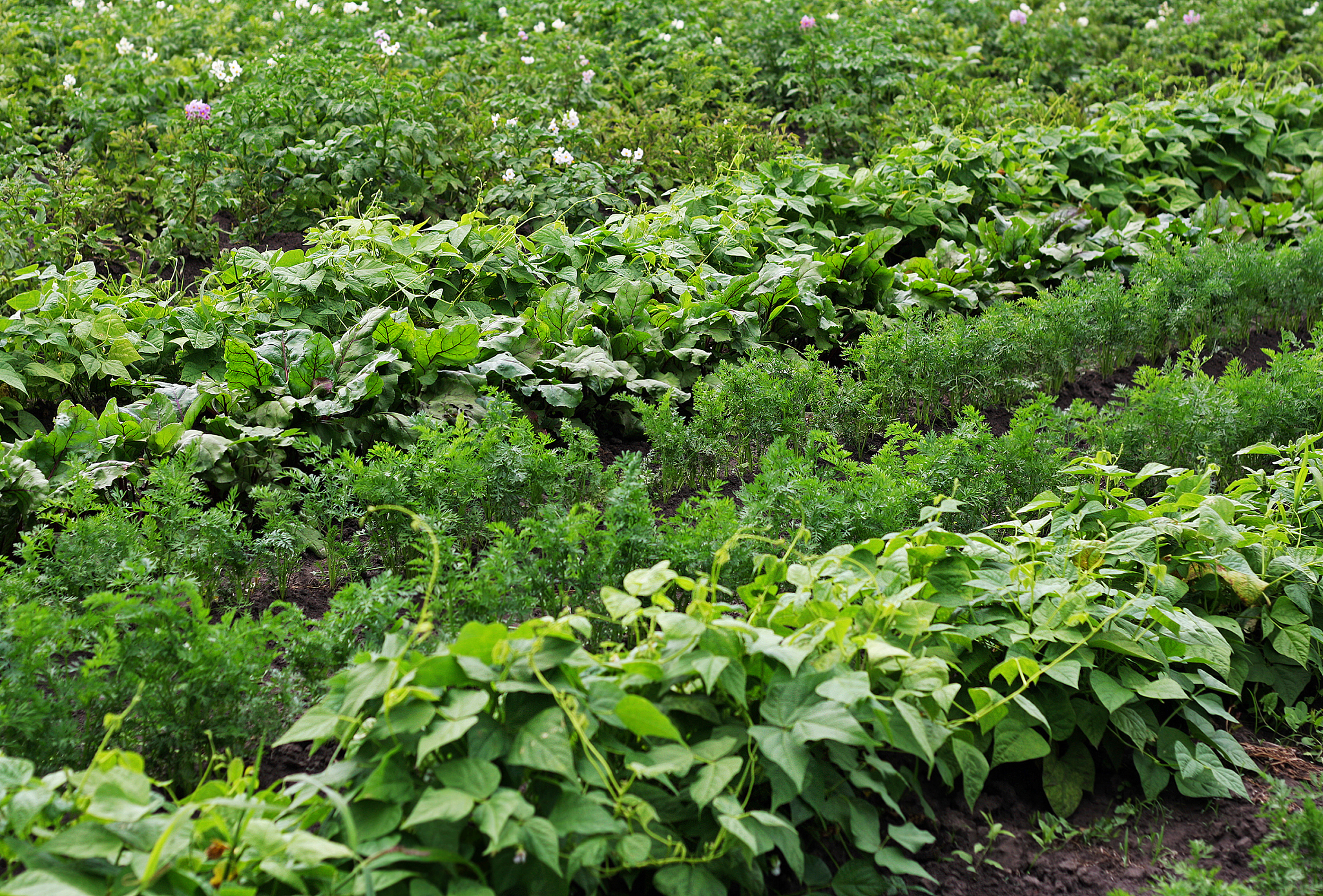 garden, vegetable garden.