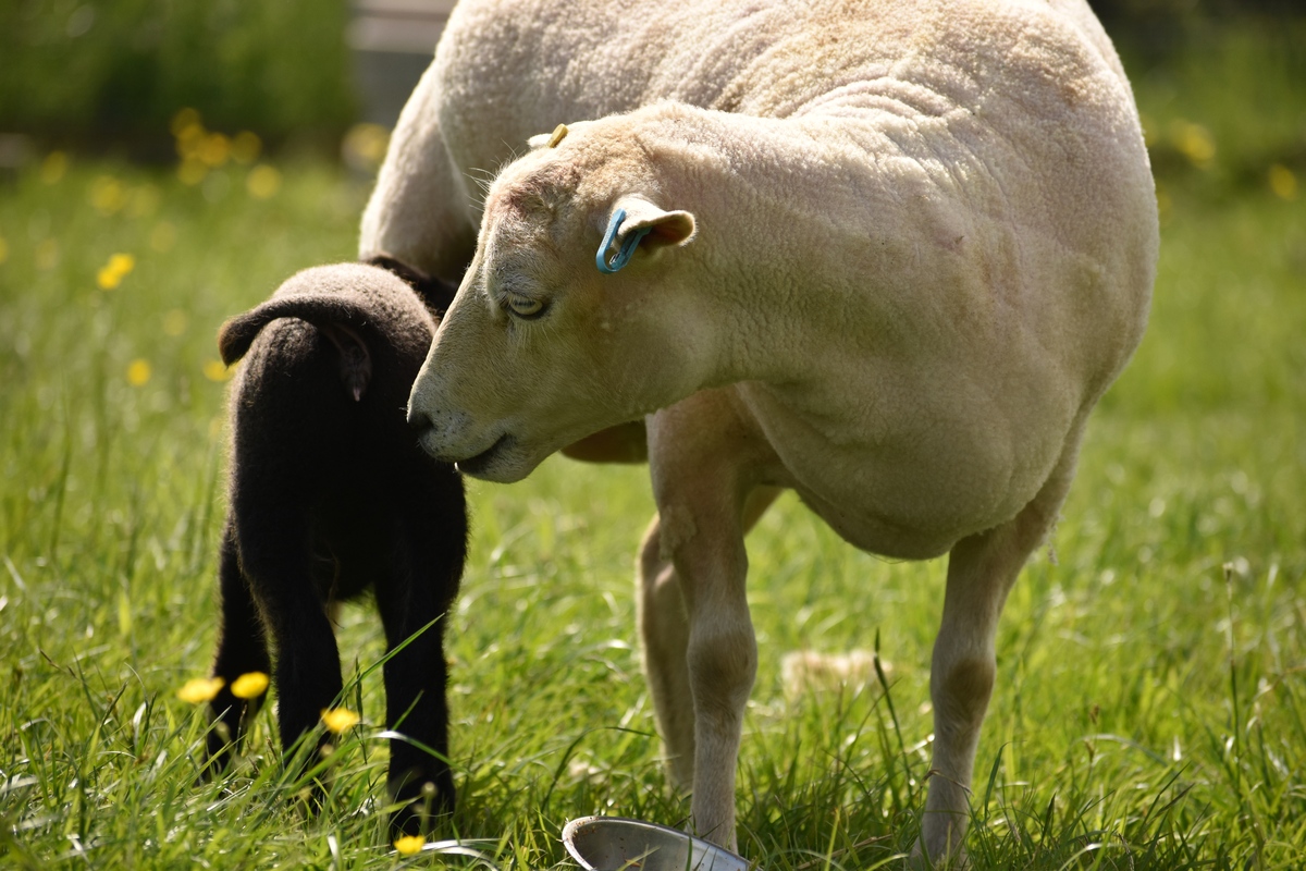 不同精粗比日粮对妊娠后期多羔母羊生长性能及抗氧化性能的影响论文摘要