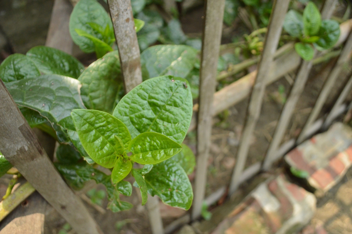 果汁阳台月季叶子发黄怎么办？剪掉吗？