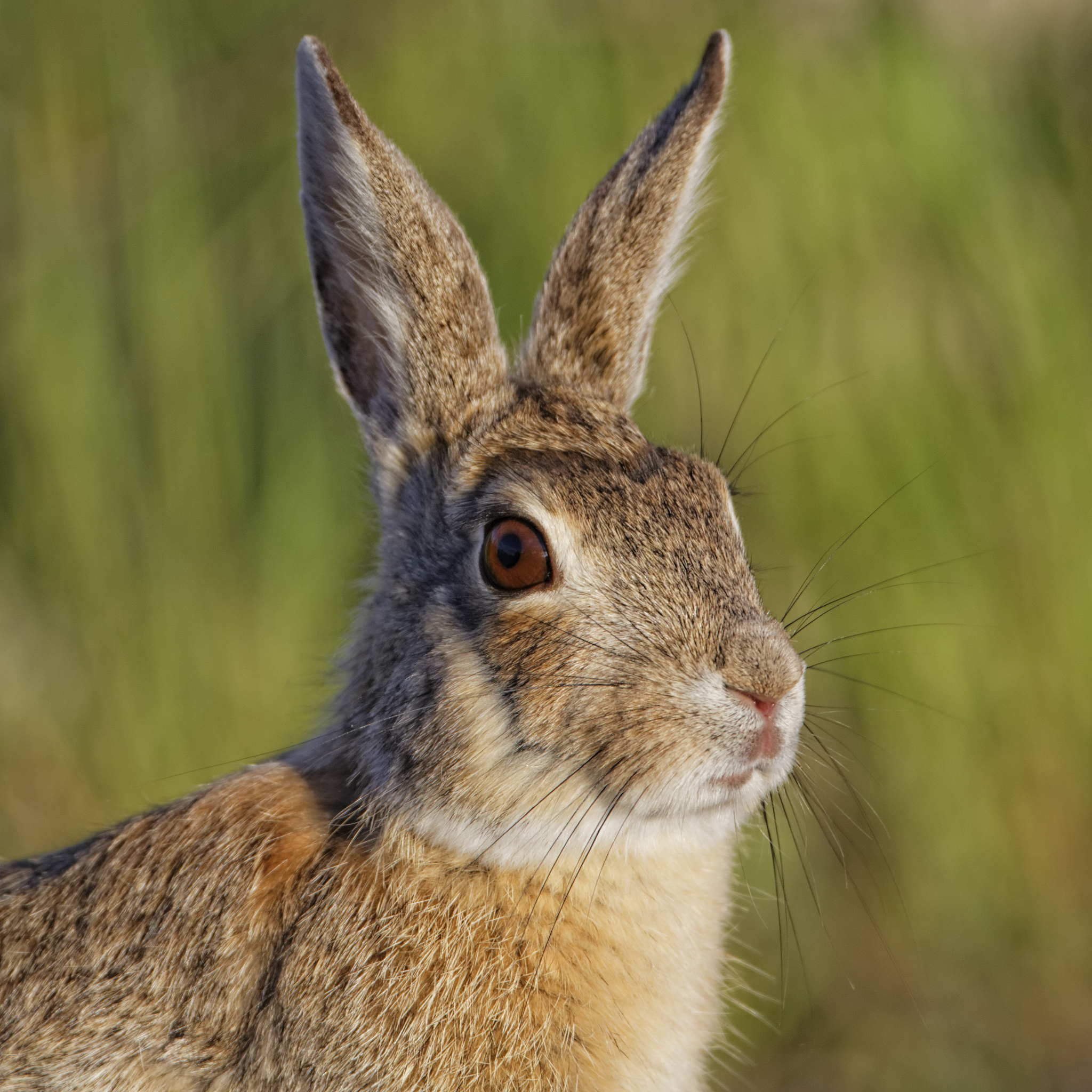 介绍一个架空的社会主义国家兔子国
