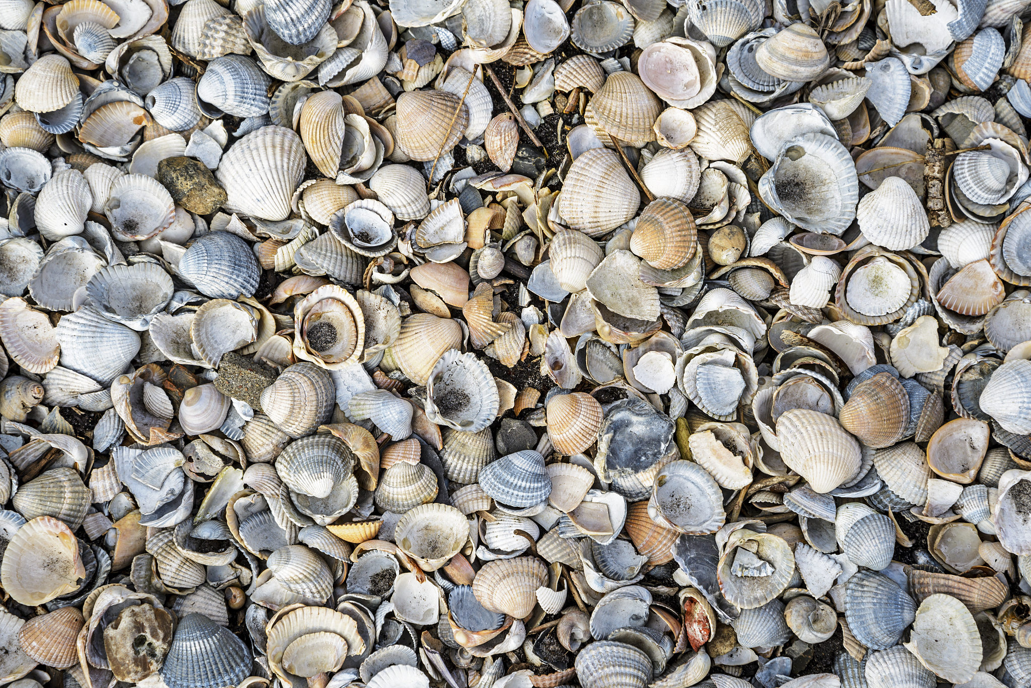 贝壳药用价值：清热解毒、利水消肿、收敛止血等功效