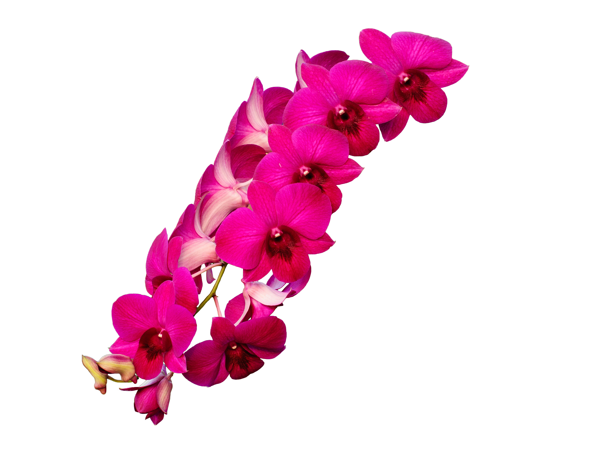 isolated purple orchid flowers - dendrobium