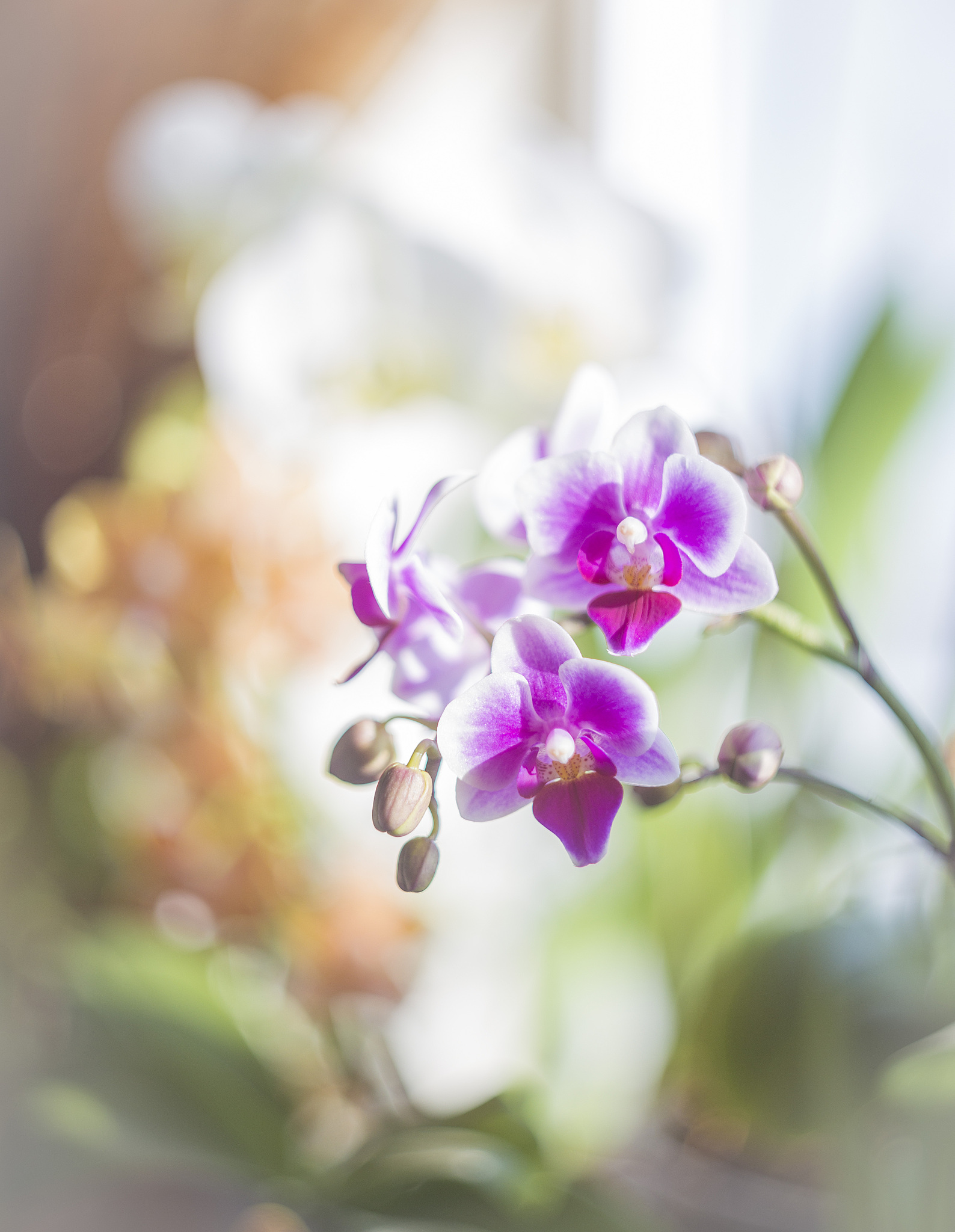 pink phalaenopsis or moth dendrobium orchid flower in winter in 