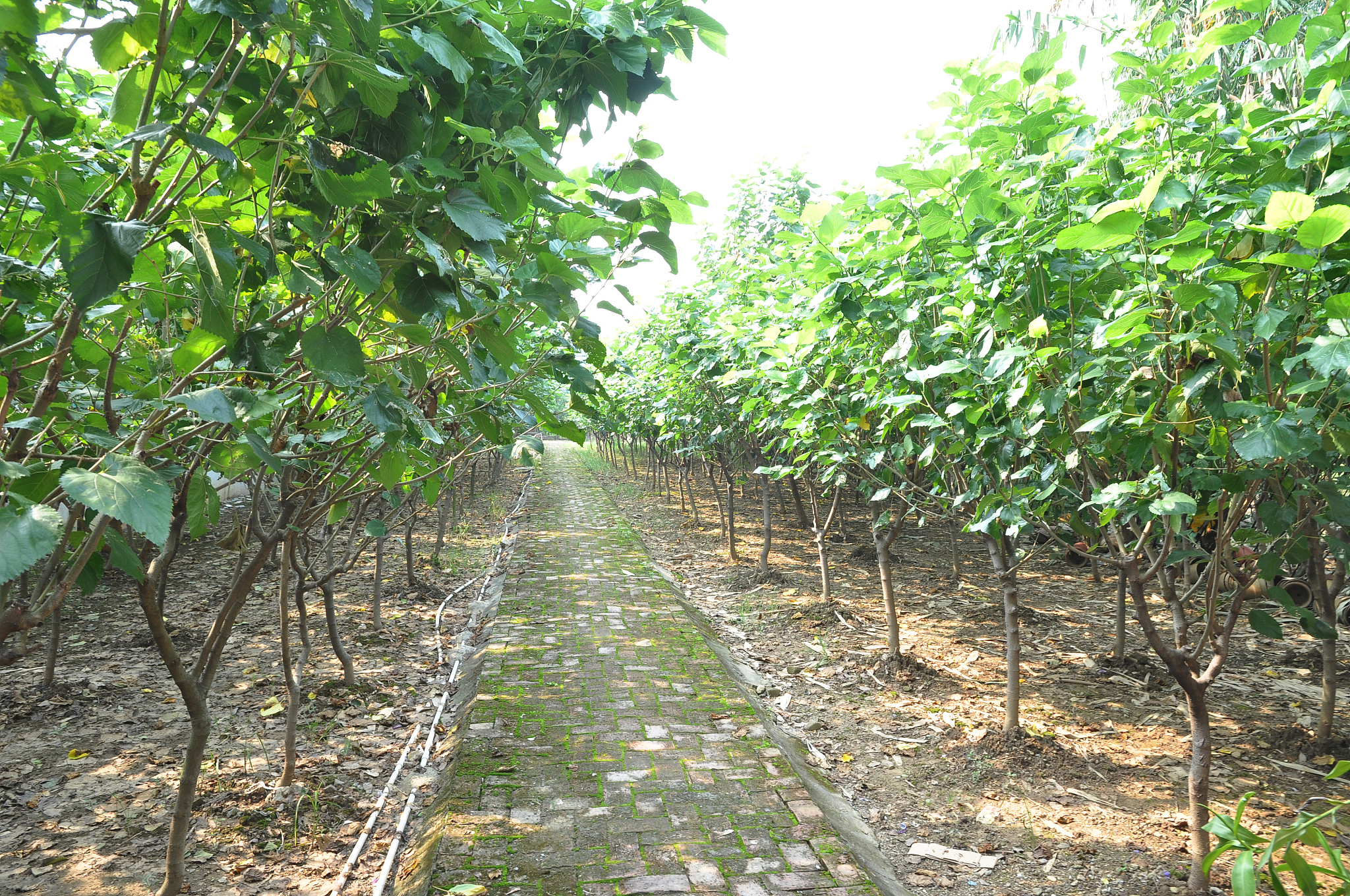 文玩核桃树种植指南：从选种到养护
