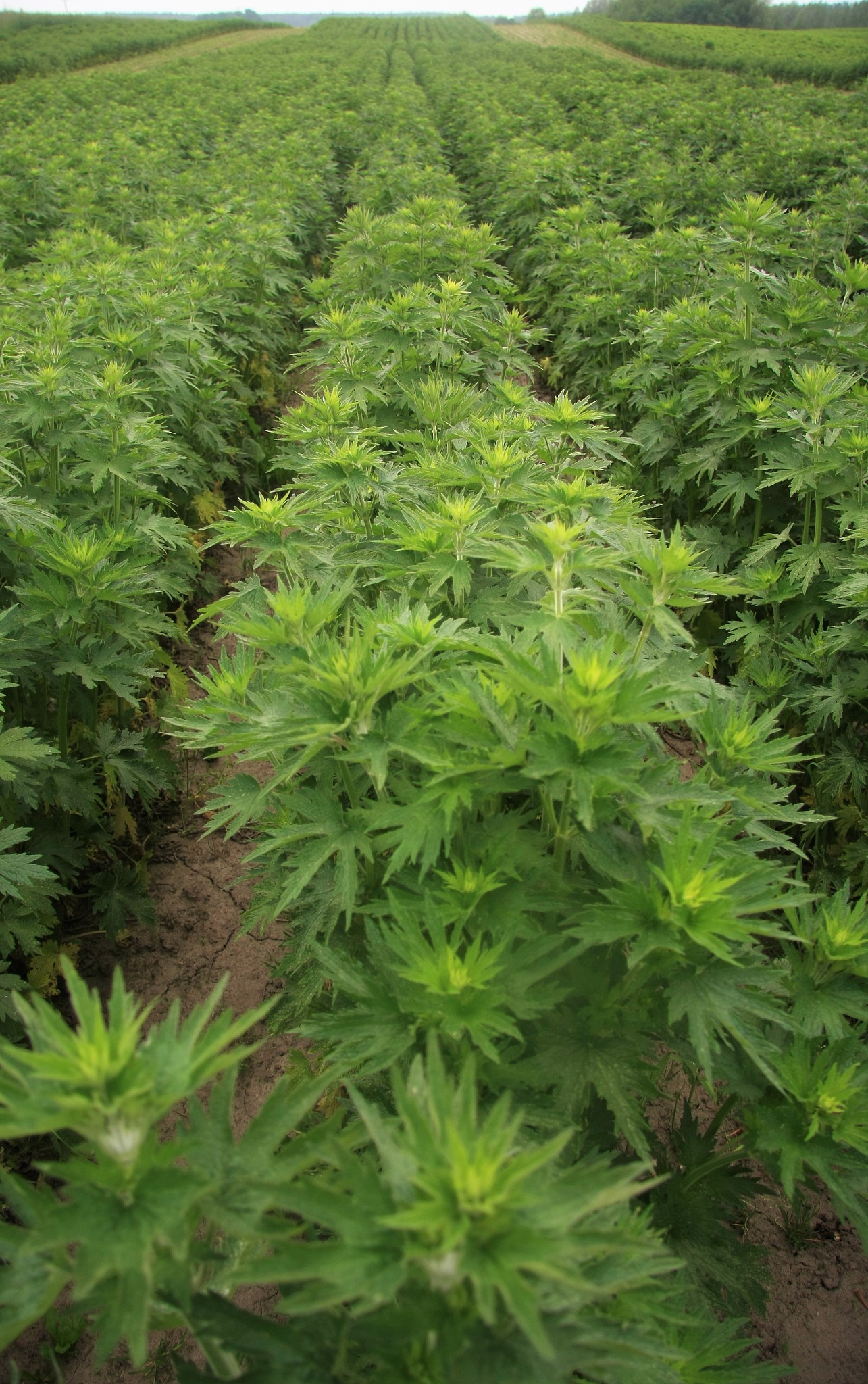 motherwort