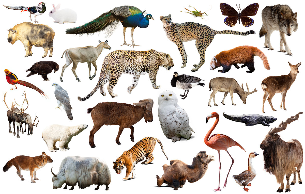 什么叫生物多样性