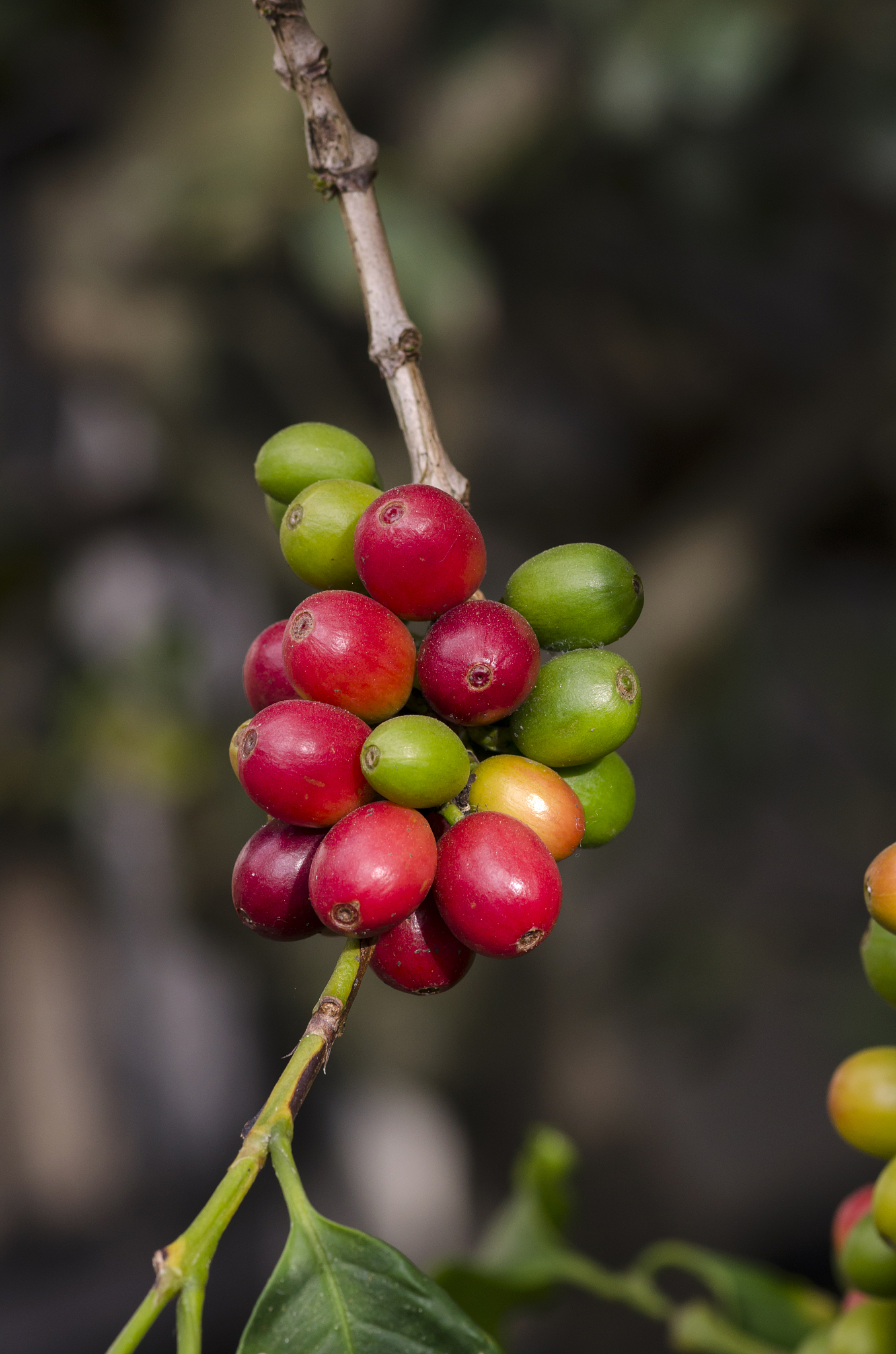 colored coffee berries on the coffee tree
