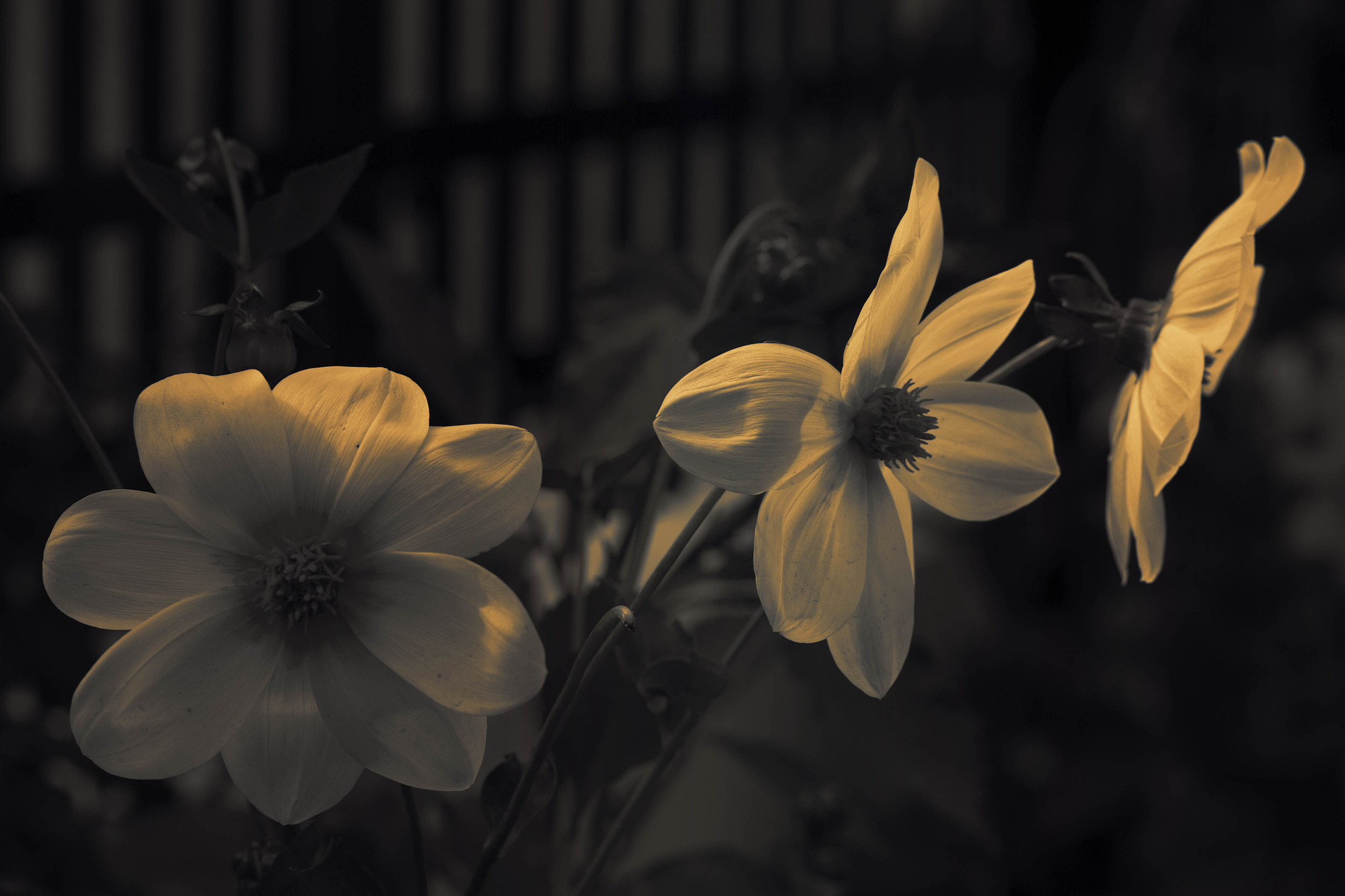 雾里看花是什么意思