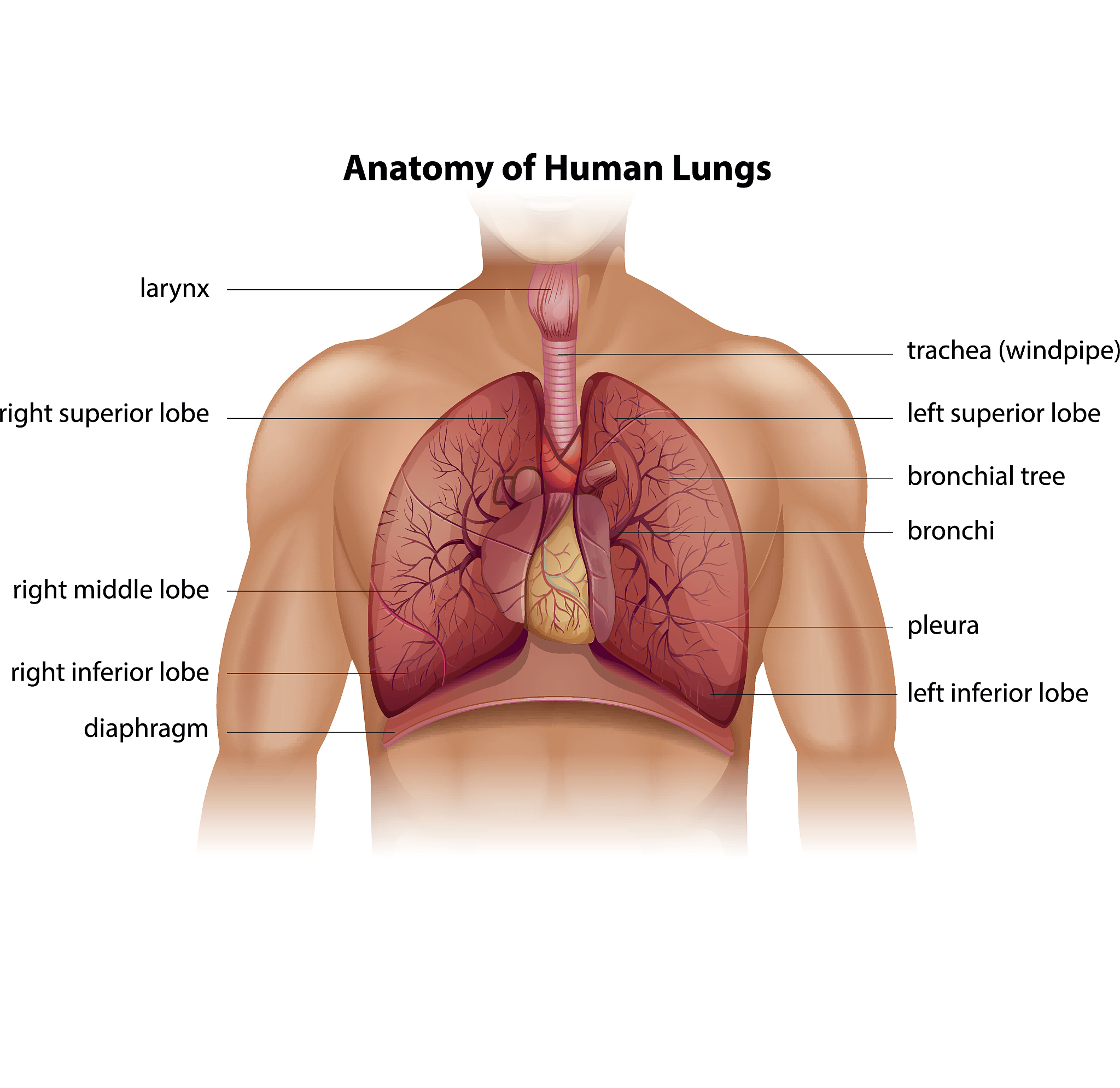 膈肌：人体呼吸的关键结构