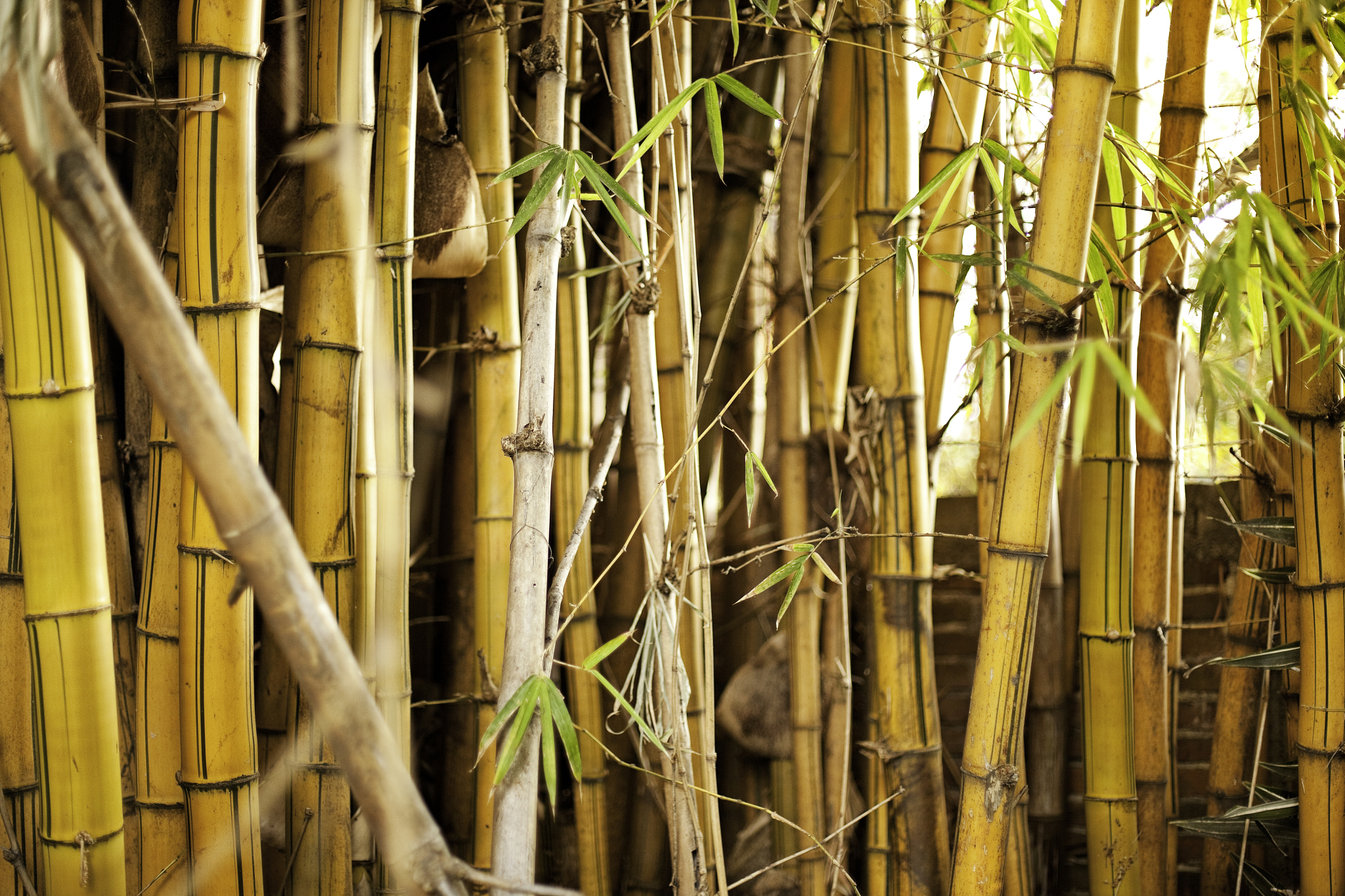 bamboo
