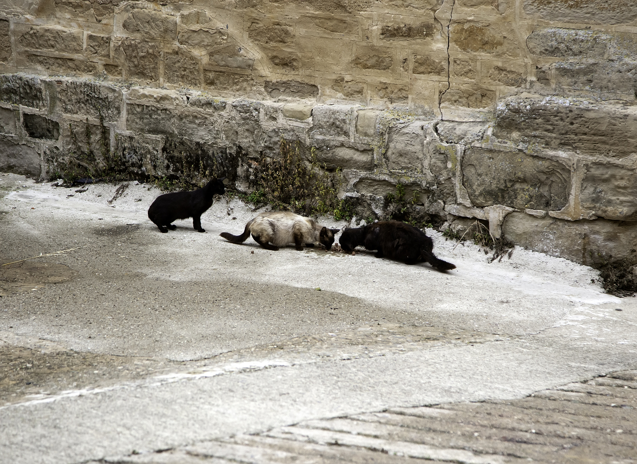 stray black cats