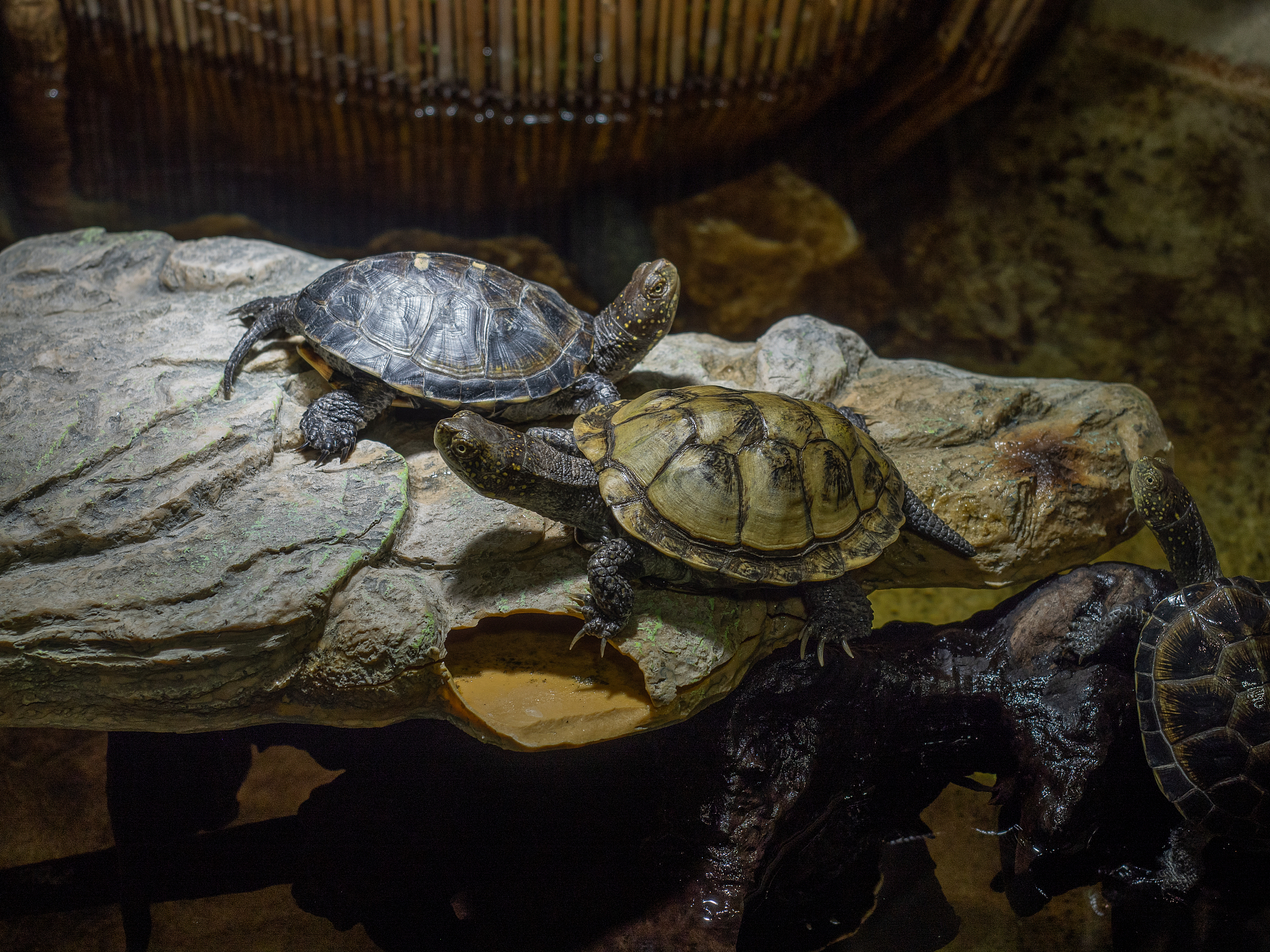 turtle