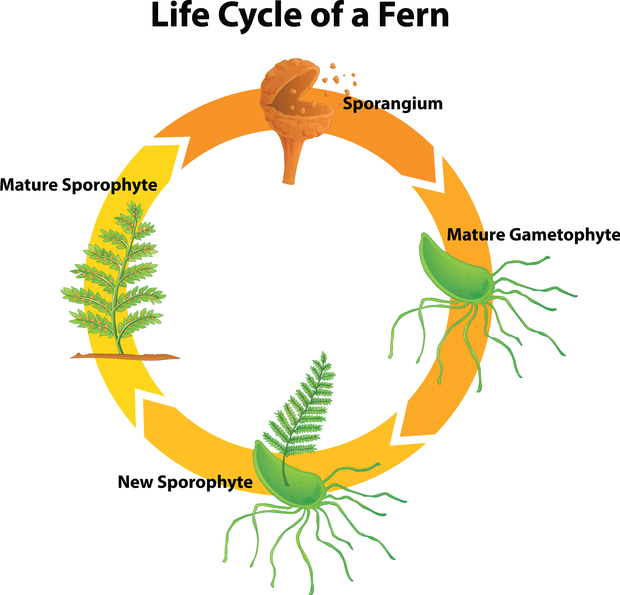 微生物如何调控植物吸收积累镉的过程？