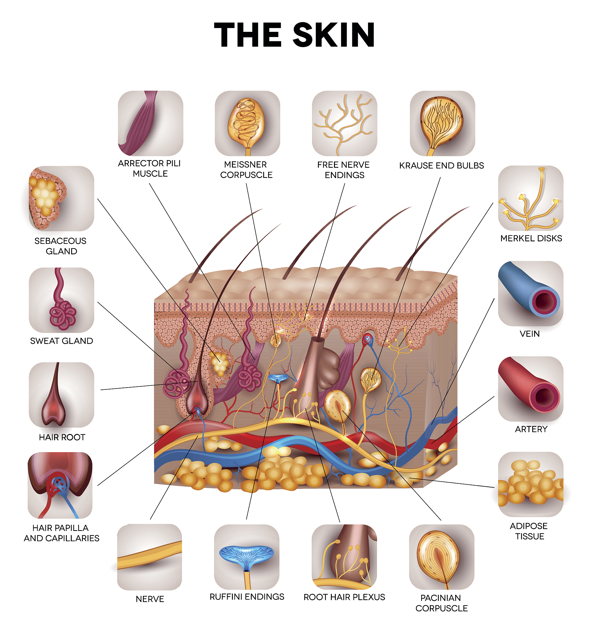 吃维生素b6皮肤变好，