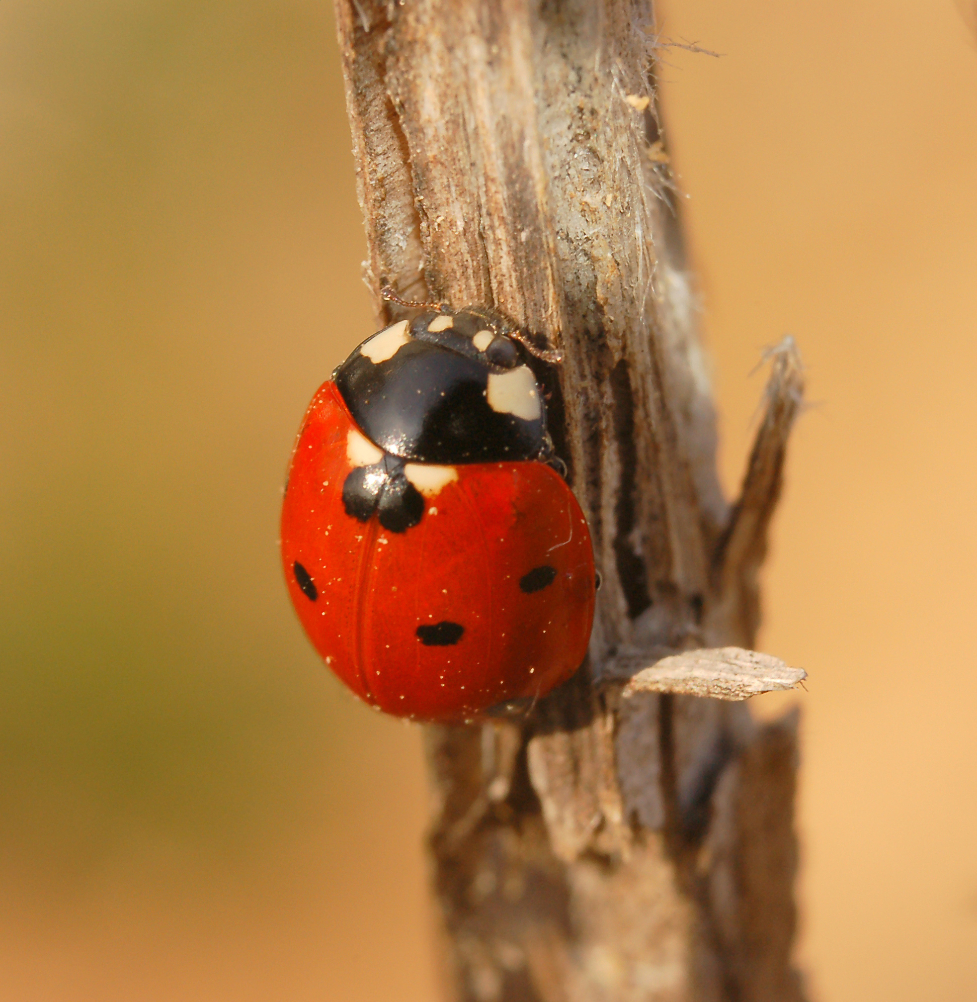 穿越火线越南服 更新日志